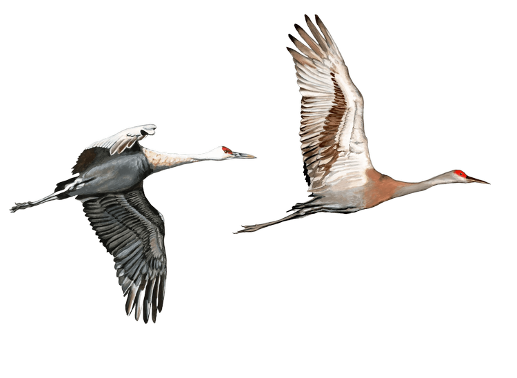 Thicket Design branding