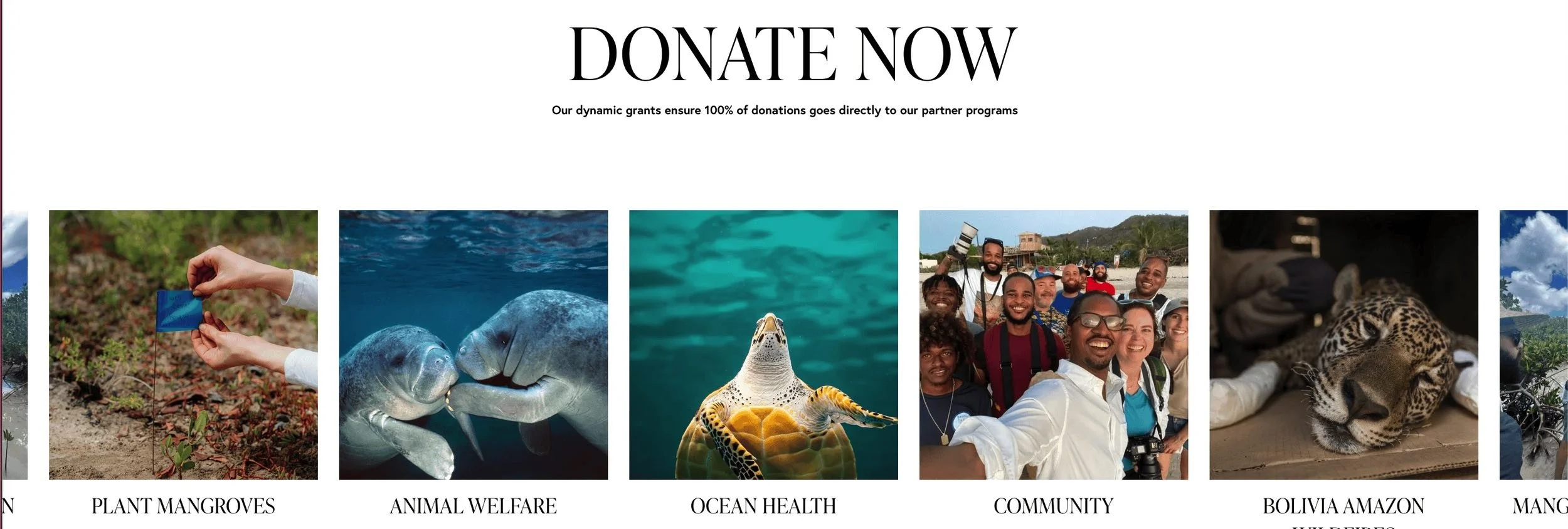 Custom website design for Well/beings