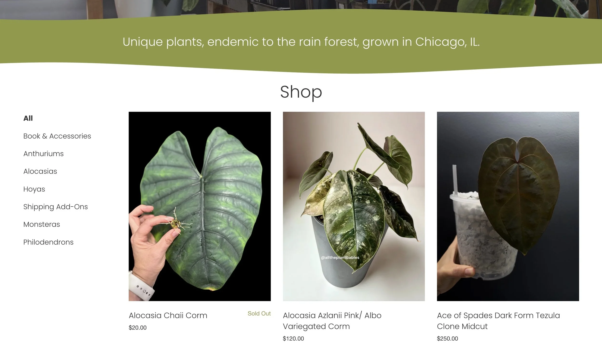 All the plant babies website screenshot