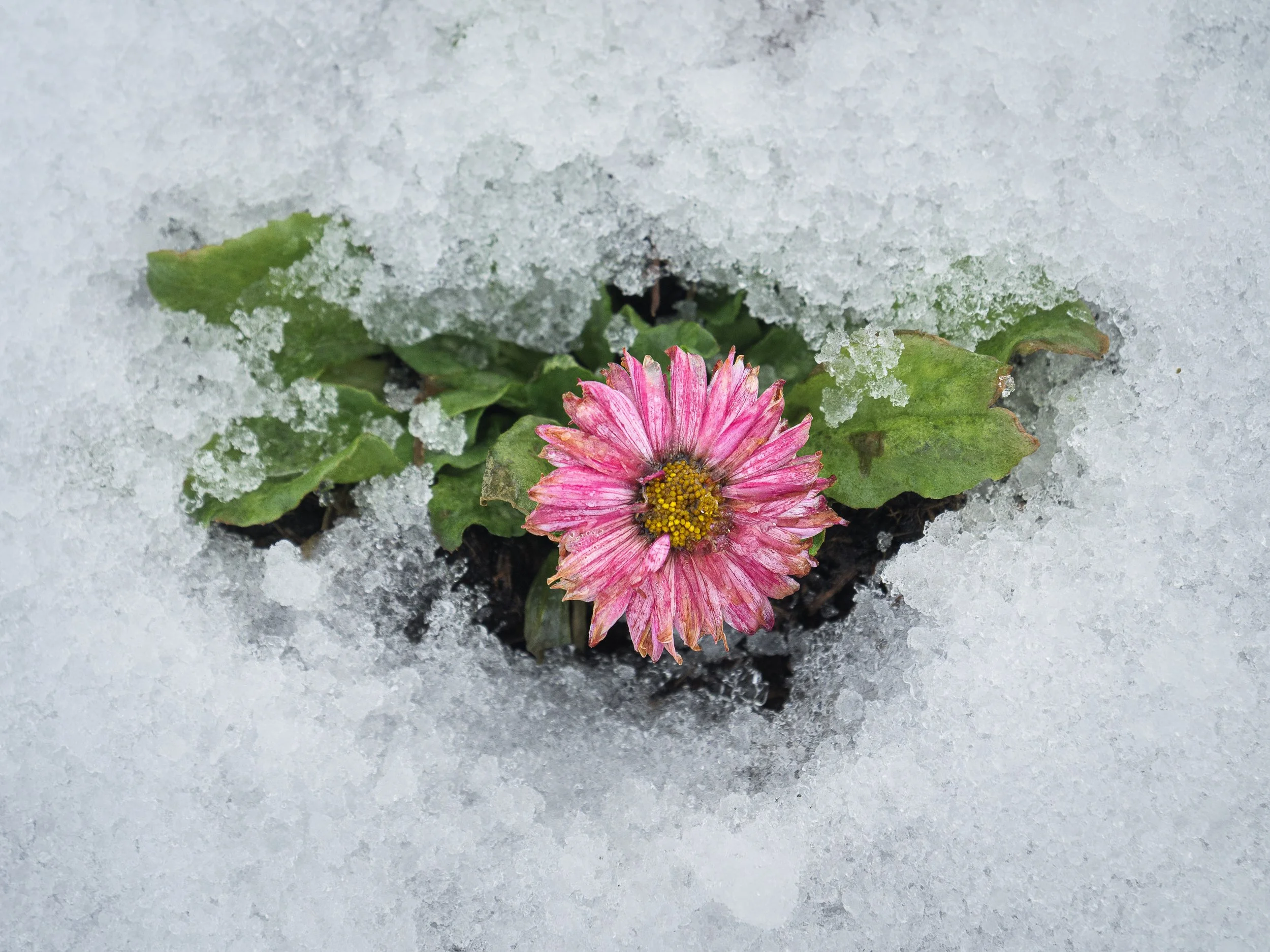 A pink flower with yellow center emerging from snow-covered ground with green leaves around it. Winter in Donegal. Winter in Ireland. Ireland Snow Photography. 