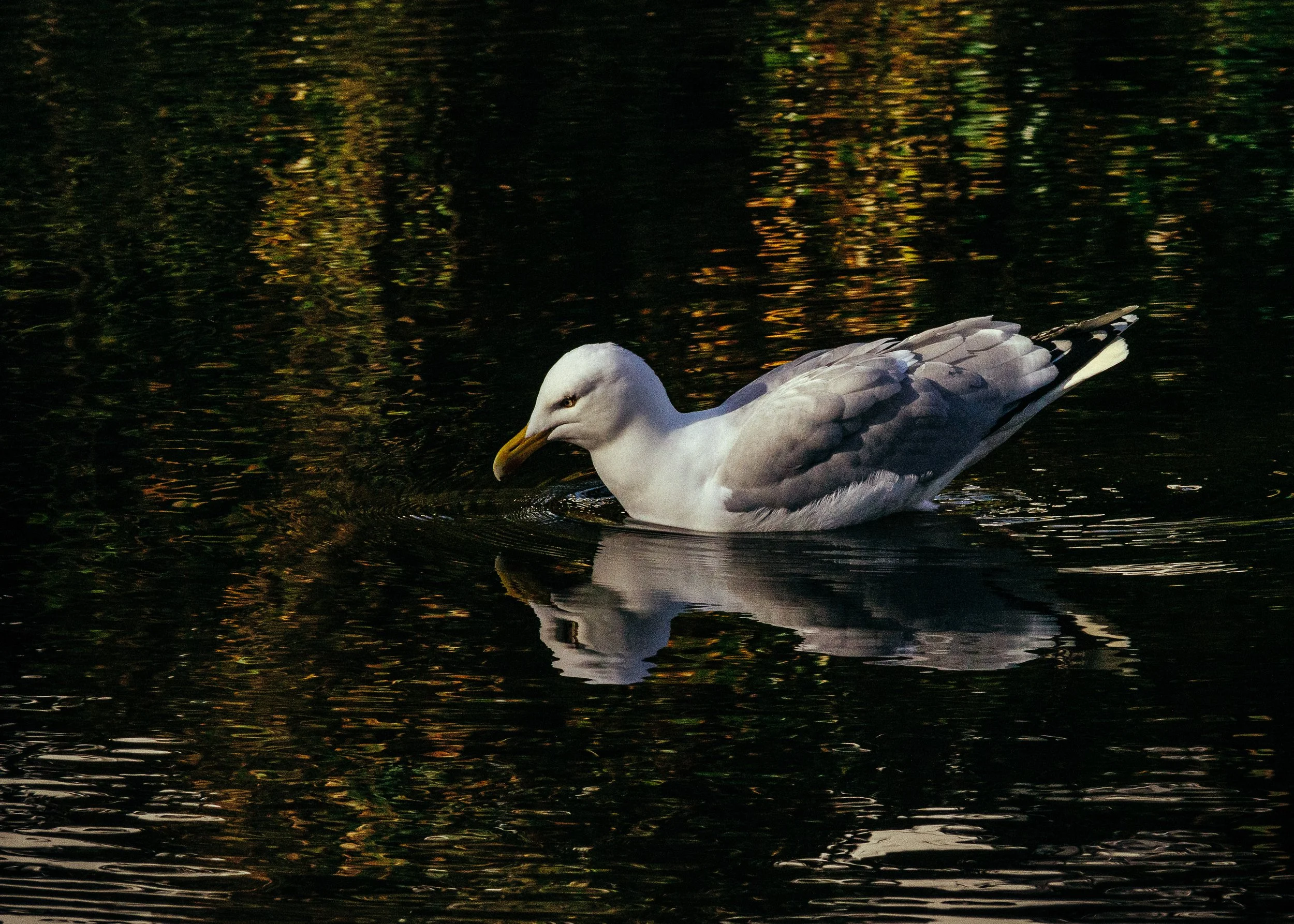 A white seagull swimming on a dark, reflective body of water at sunset or dusk. Galway Cathedral River Lake Reflections. 