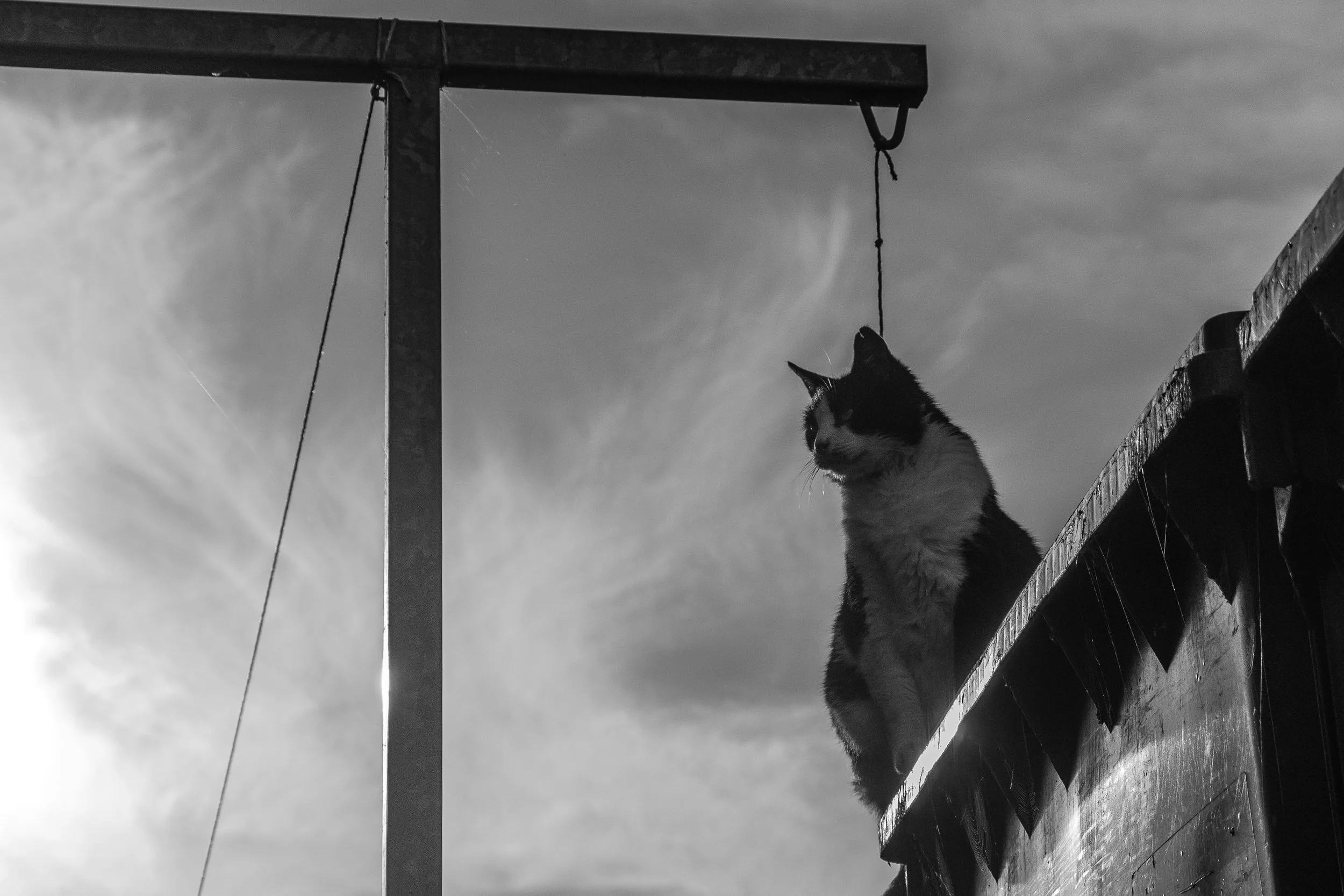 Black and white photo of a cat sitting on a wooden surface on a roof, looking towards the sky during cloudy weather, with a metal structure and wires in the background. Stray cats, artistic photography in Donegal Letterkenny Ireland. 