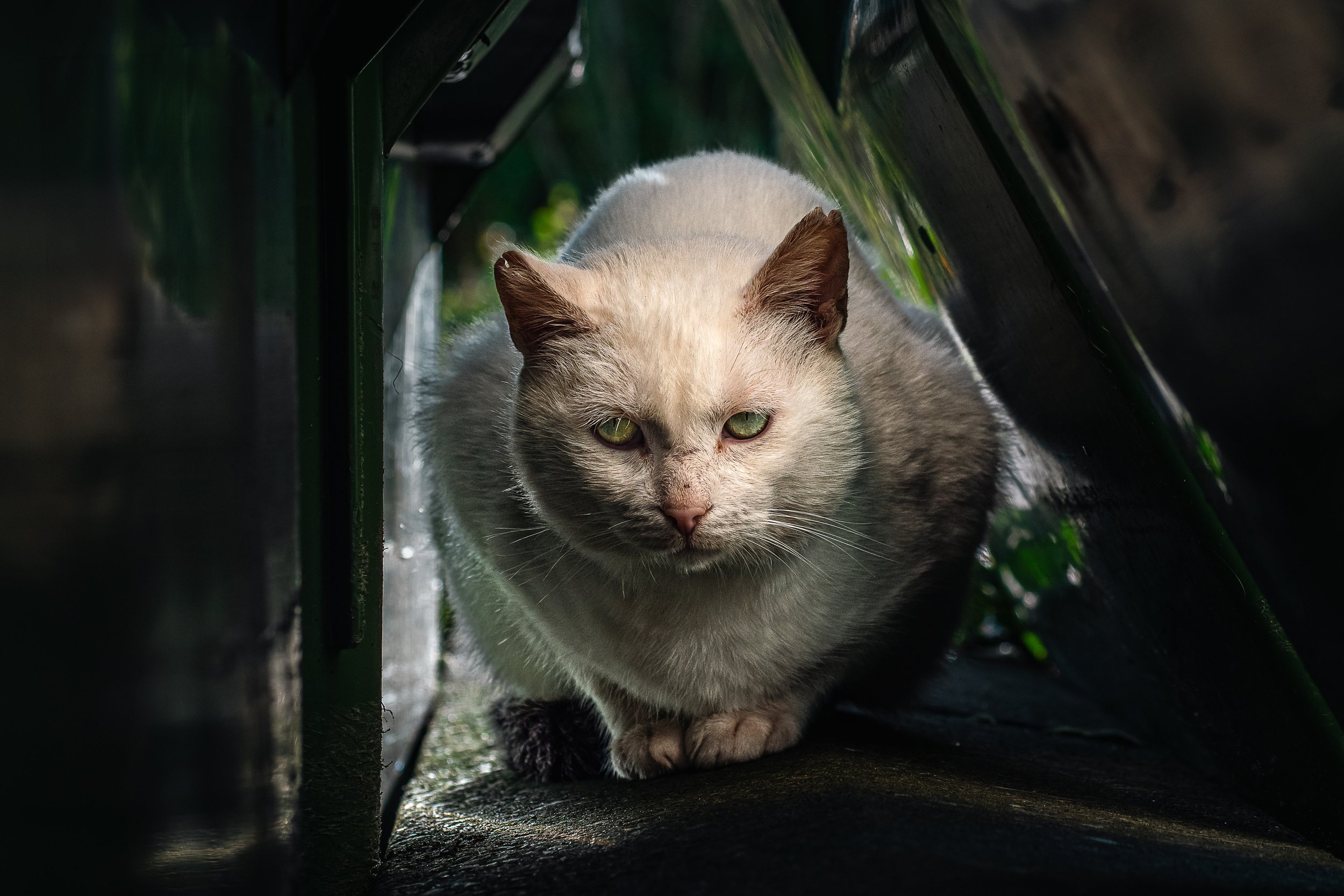 A white and brown tabby cat walking through a dark, narrow tunnel or pipe, with light illuminating its face and paws. Stray cats from Donegal. Cat shelter in Donegal. 