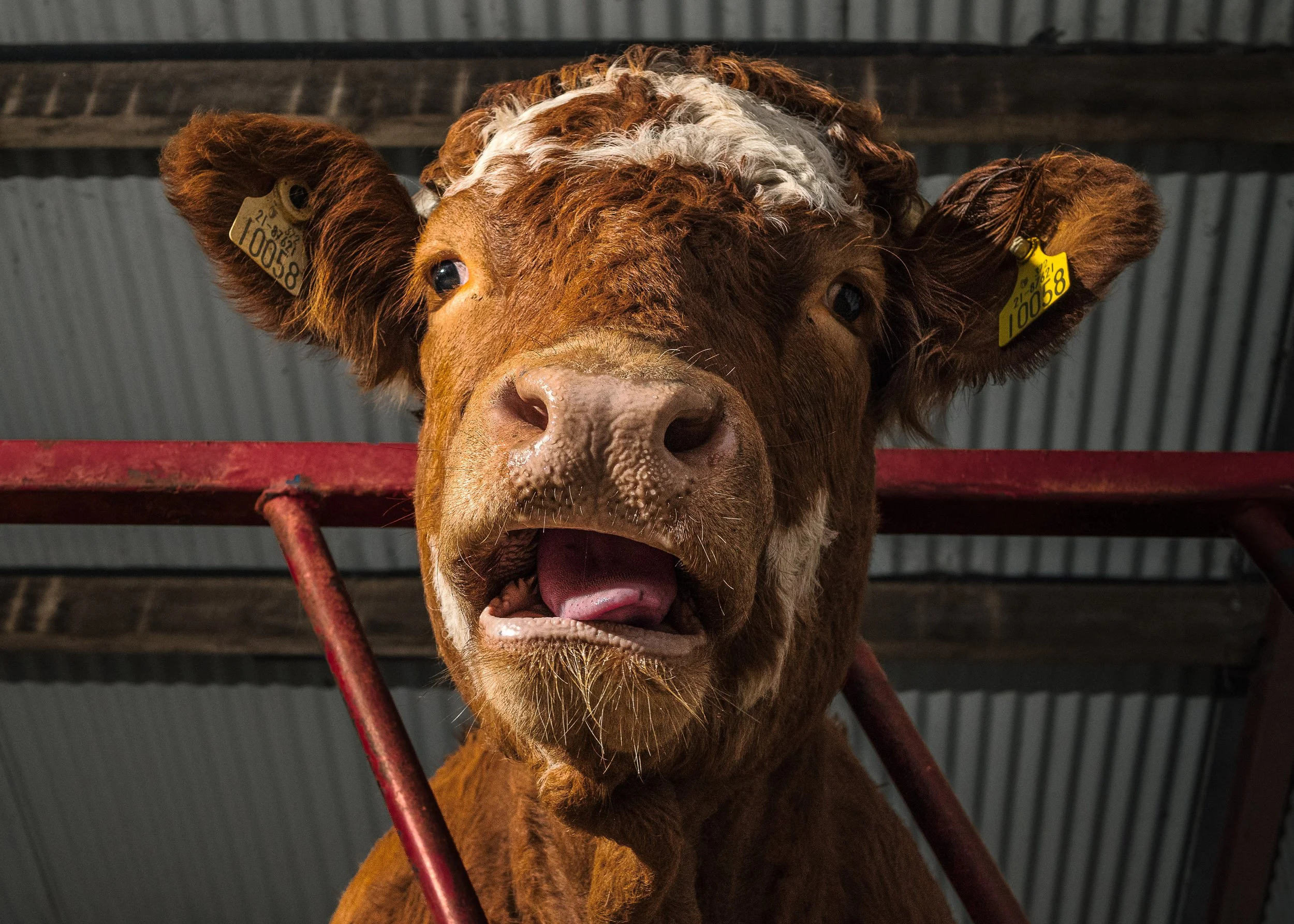Close-up of a cow's face with its tongue out inside a barn, with presence of identification tags on its ears. Farming in Donegal. Agriculture. clonmany agricultural show 2026 2027. Donegal beef. 
