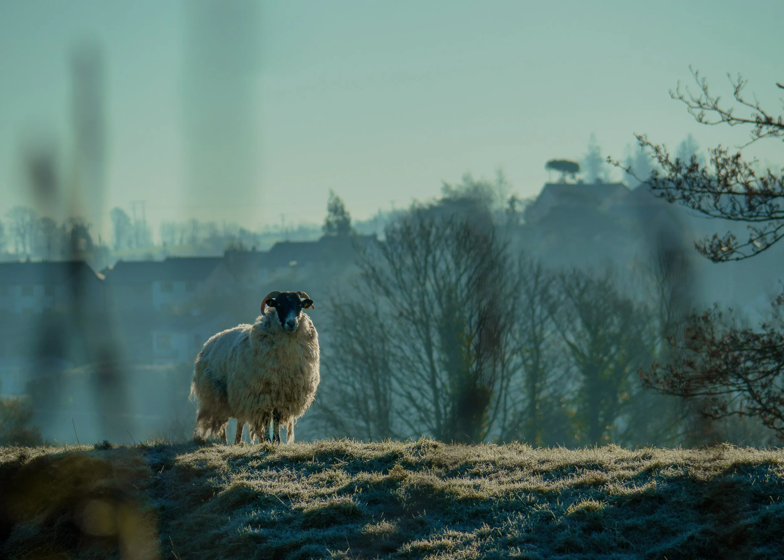 A sheep standing on a grassy field with trees and houses in the background, and a distant silhouette of a cow on a hilltop. irish sheep photography. Photographer. Epic sheep in Ireland. 