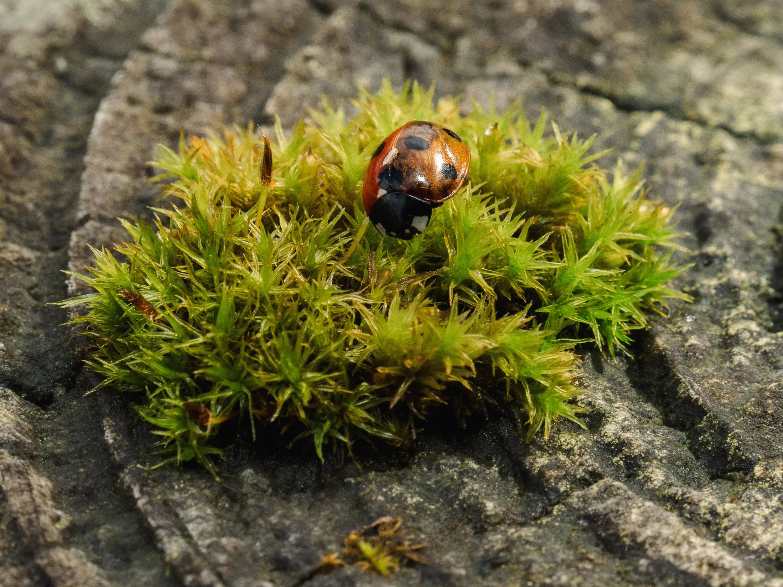 Close-up of a ladybug on green moss growing on dark soil. Insect and macro photoshoot in Donegal. 
