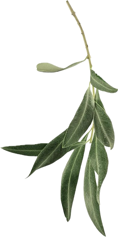 A sprig of green leaves with an elongated stem.
