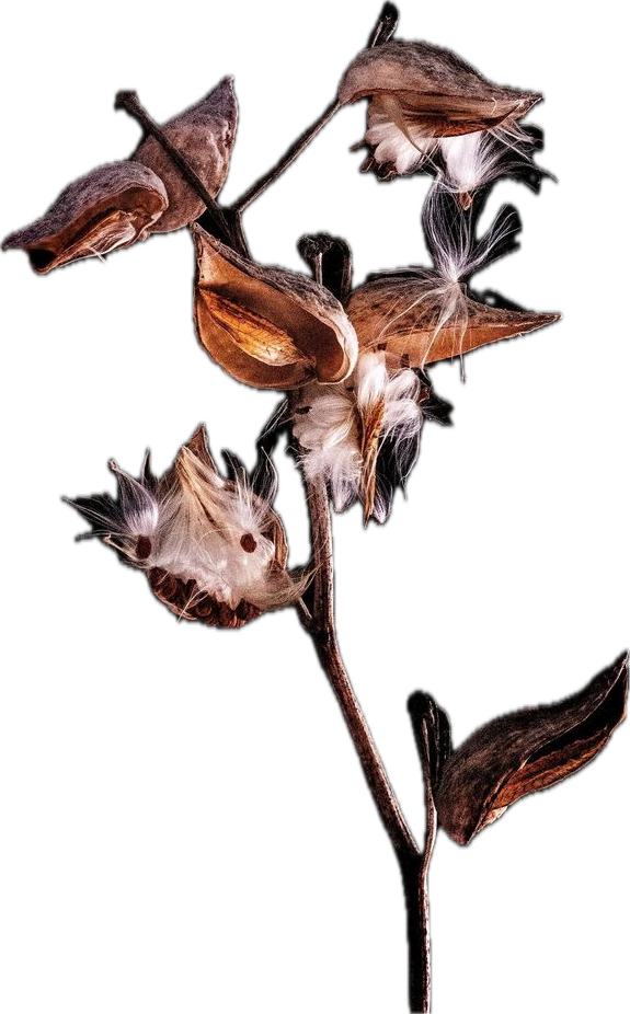 A dried plant with seed pods releasing fluffy white seeds against a black background.