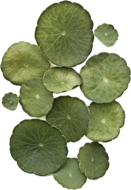 Multiple green leaves of varying sizes with circular shapes and radiating veins
