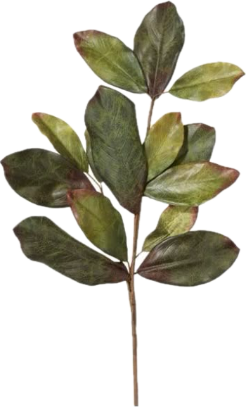 A branch with multiple green and yellowish leaves