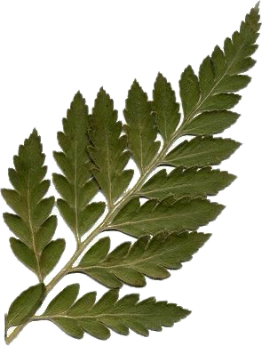 A green fern leaf with multiple leaflets on a white background.