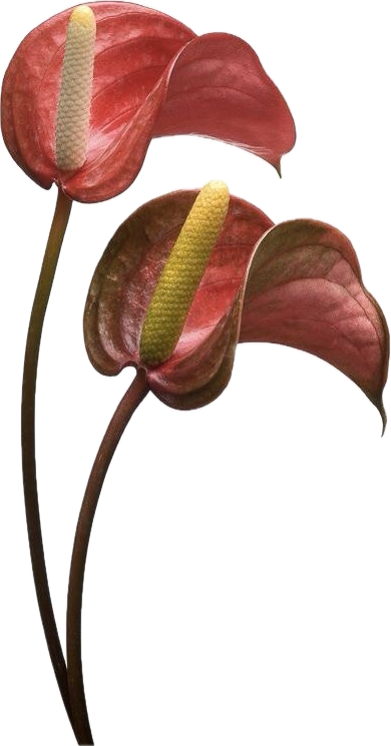 Two anthurium flowers with dark red spathes and yellow spadices