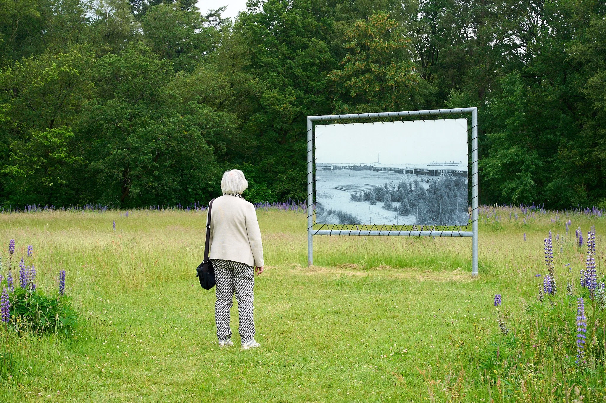 An elderly woman with white hair, wearing a light-colored coat, patterned pants, and white shoes, stands on a grassy field with purple flowers, looking at a large outdoor photograph display in a park surrounded by green trees.