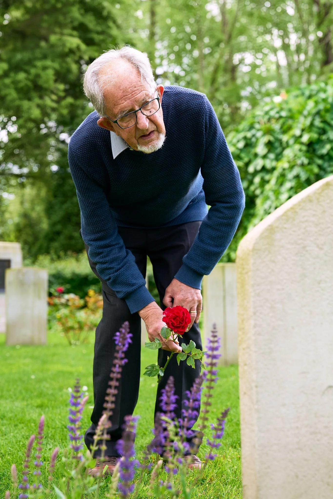 An elderly man with glasses, gray hair, and a white beard placing a red rose on a grave in a cemetery surrounded by green trees and grass.