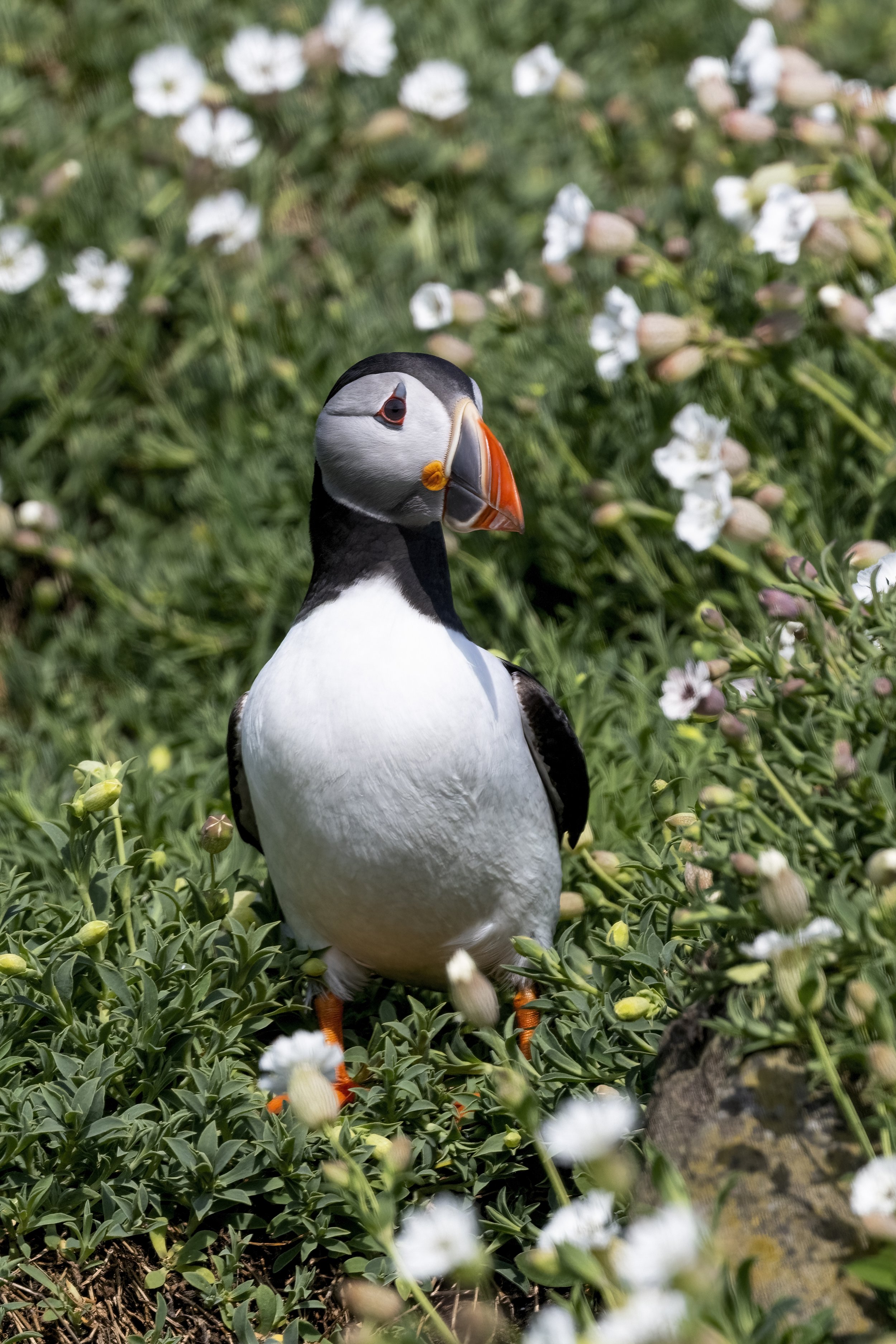 Puffin