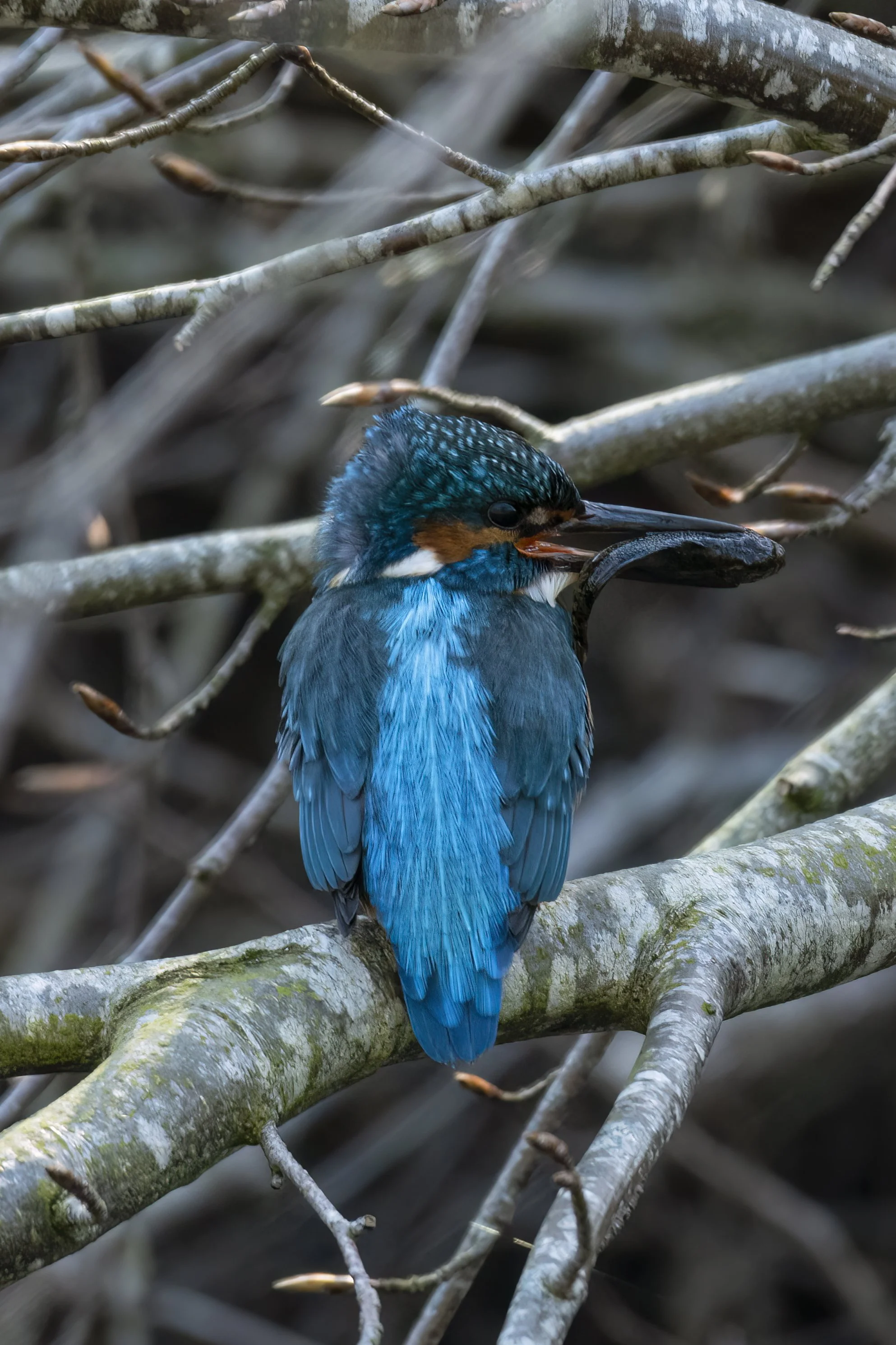 Kingfisher