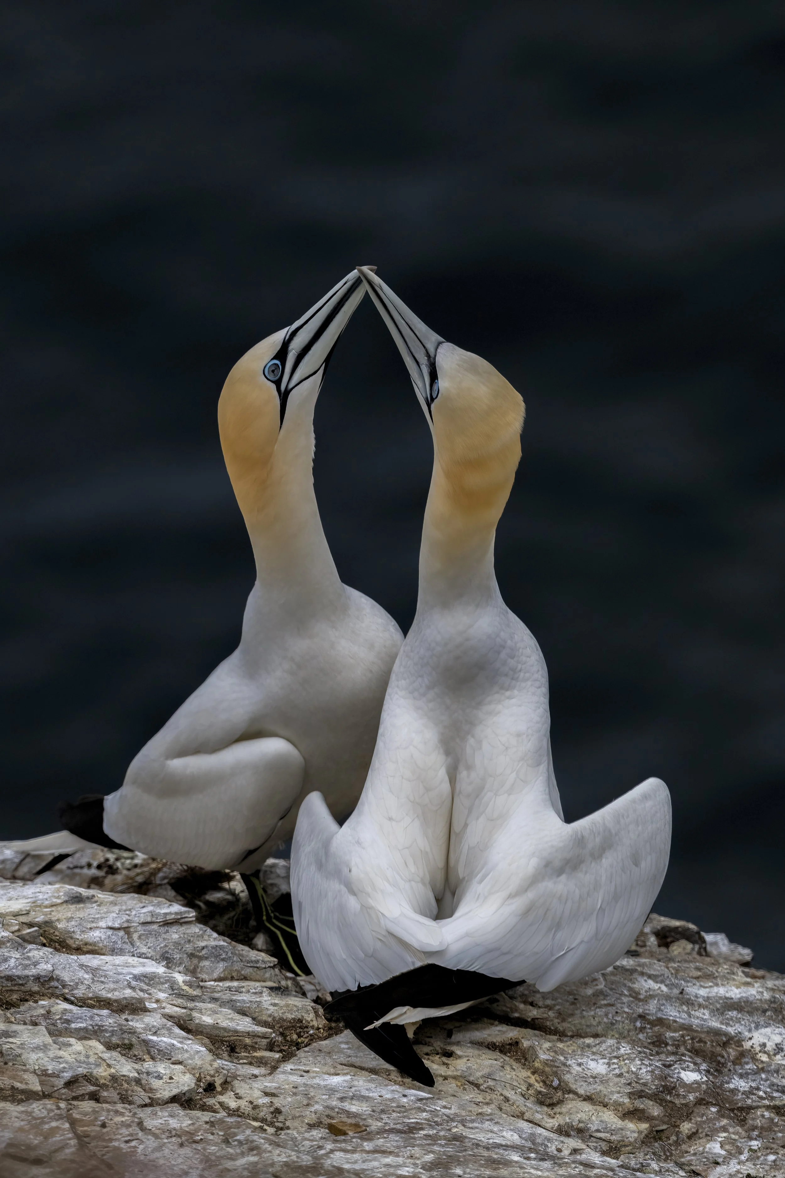 Gannets