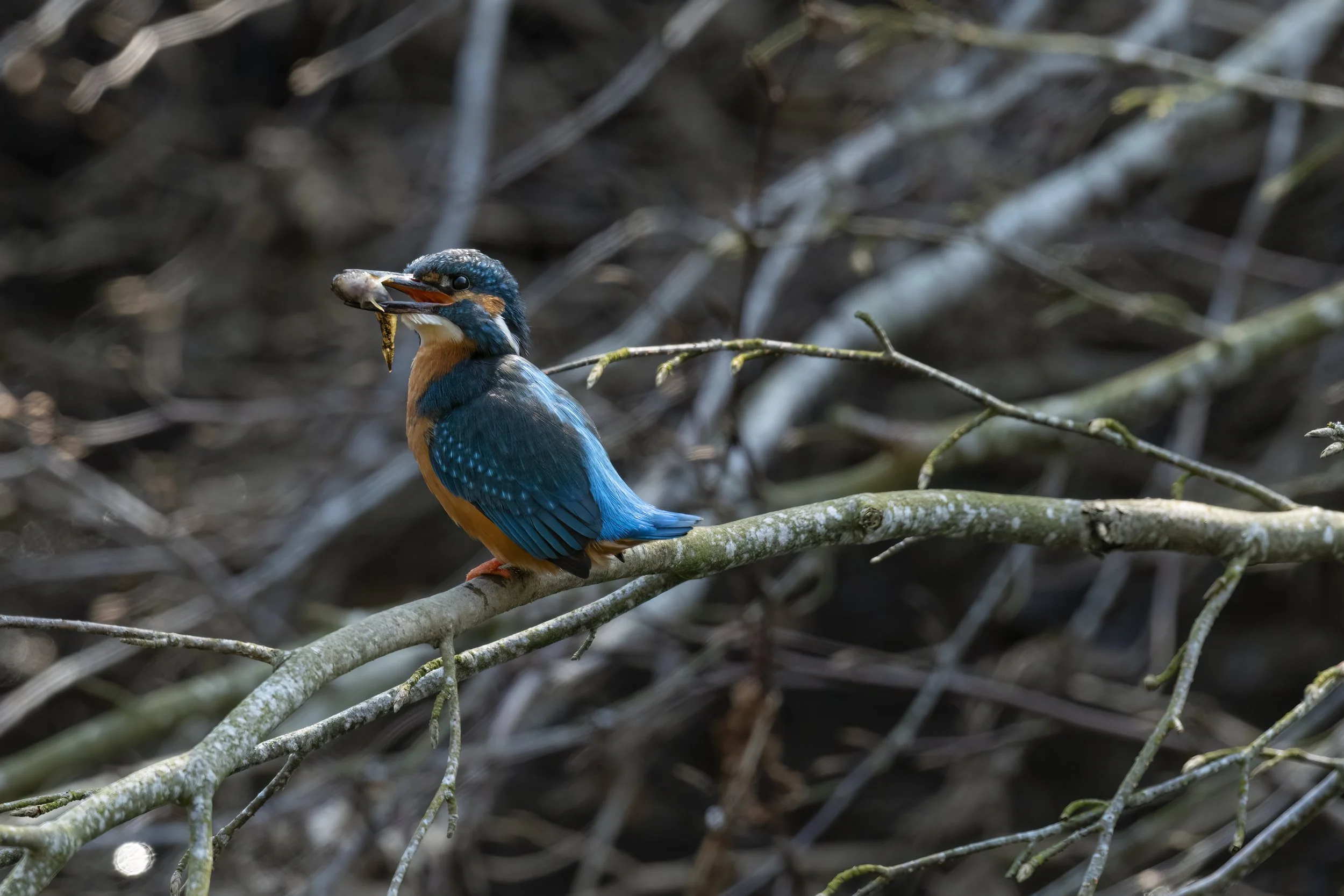 Kingfisher