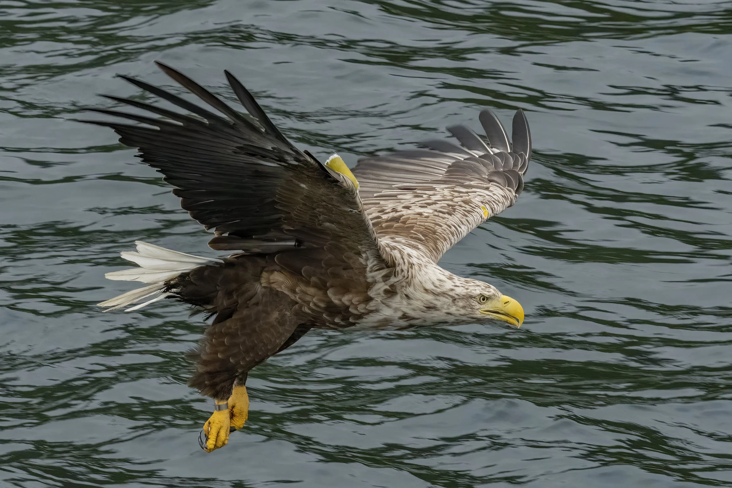 White Tailed Eagle