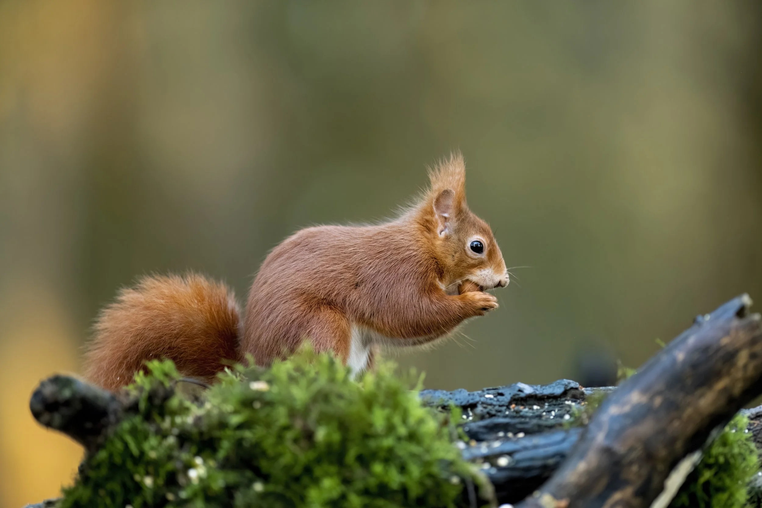 Red Squirrel