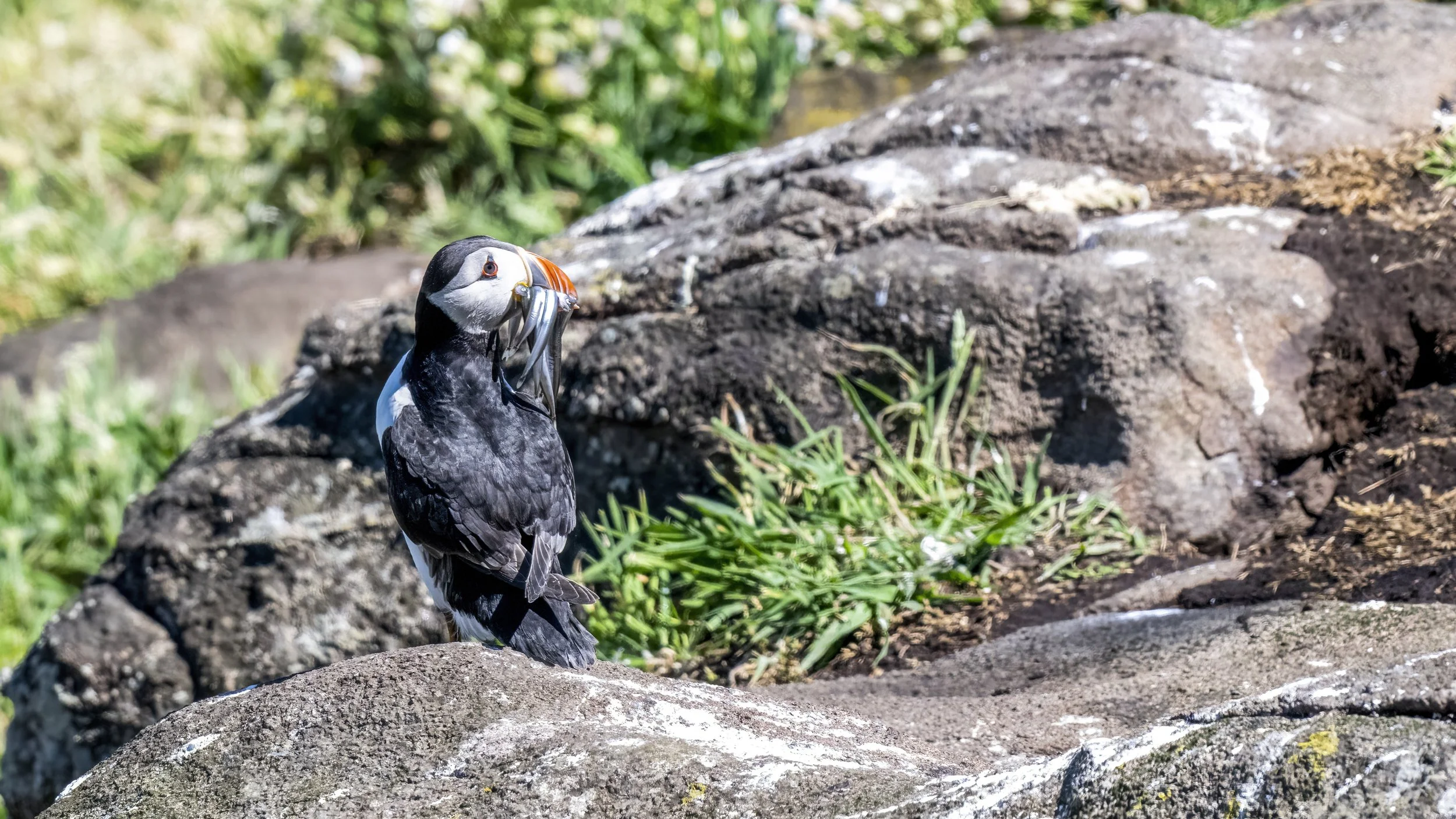 Puffin