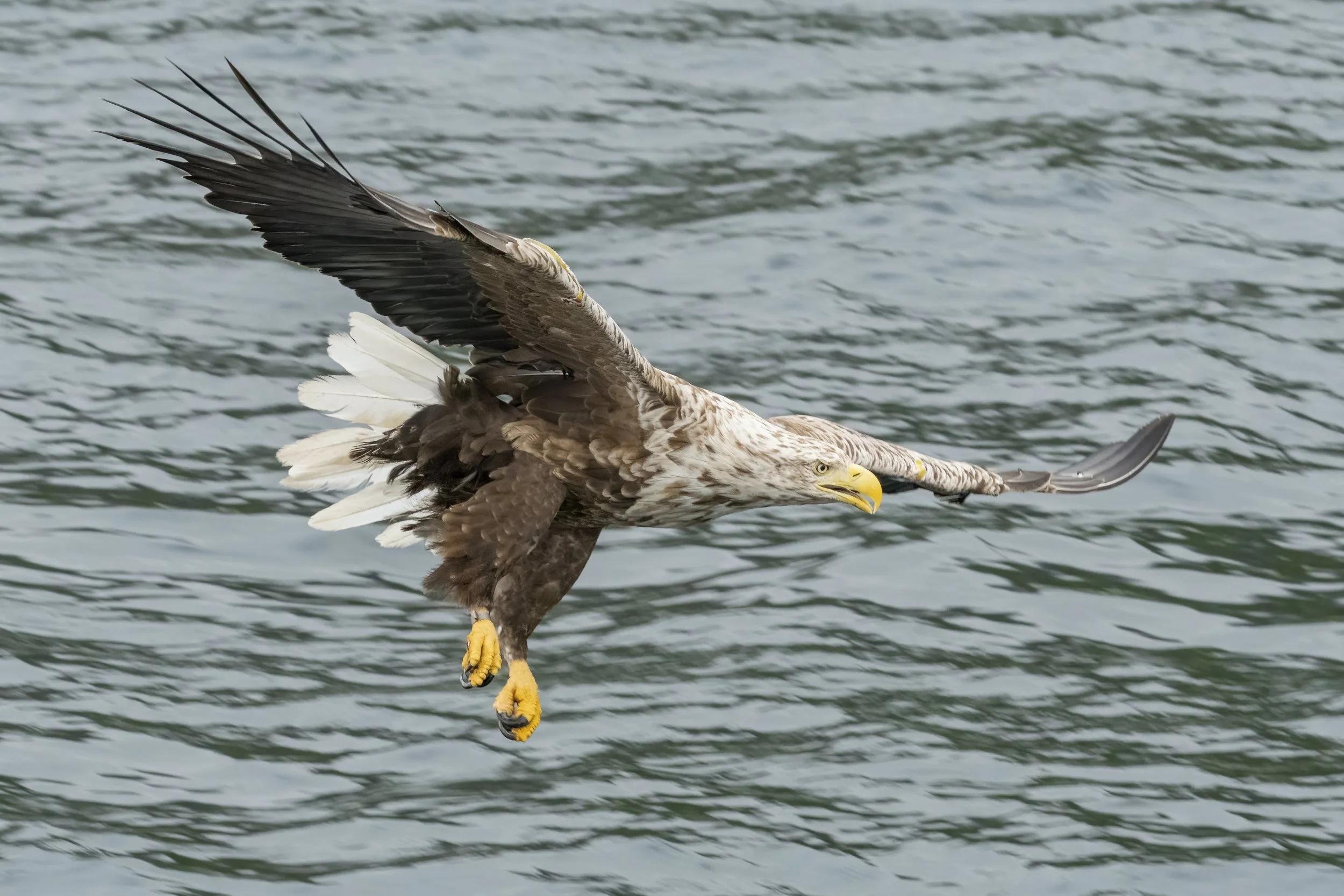 White Tailed Eagle