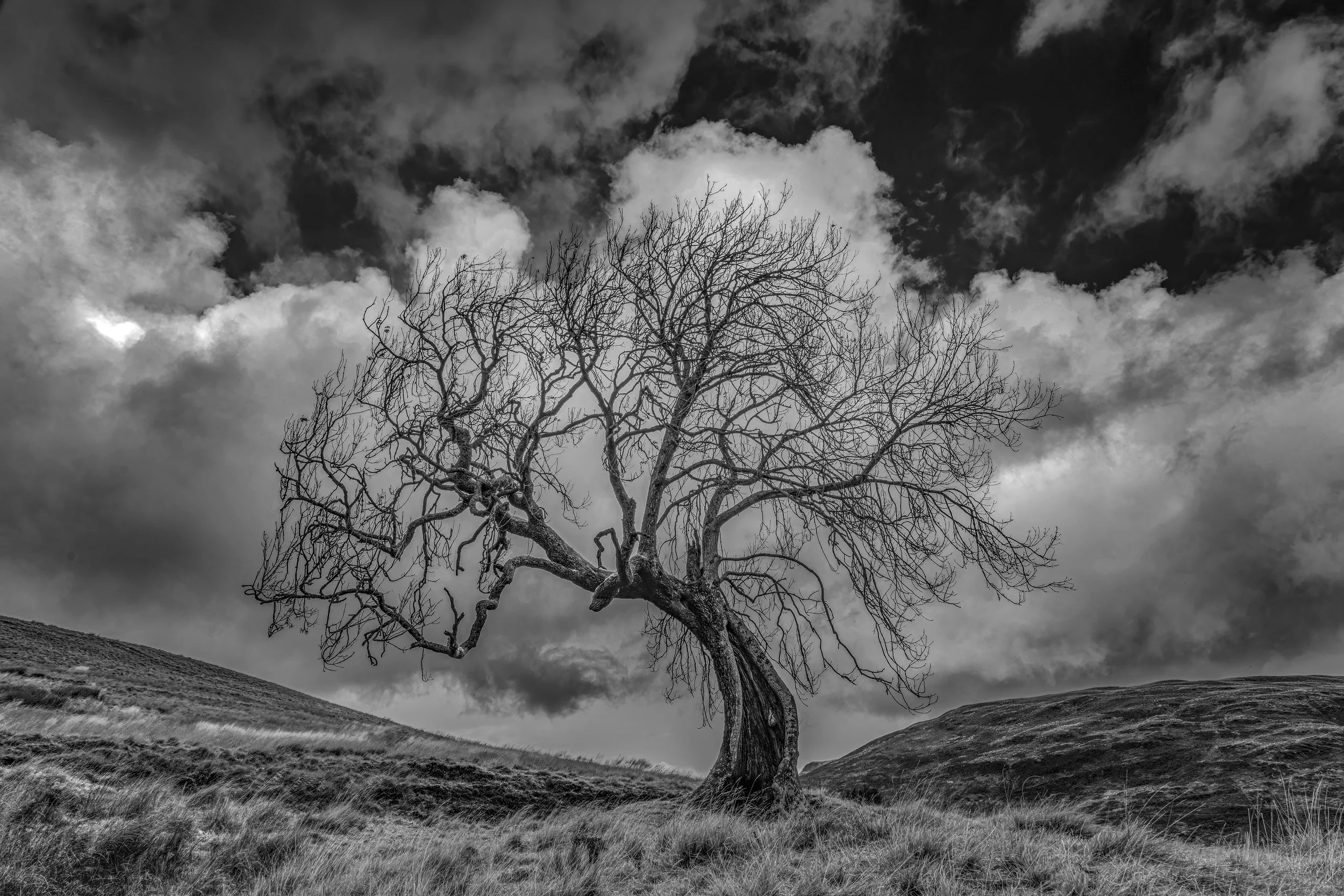 The Frandy Tree, Perthshire