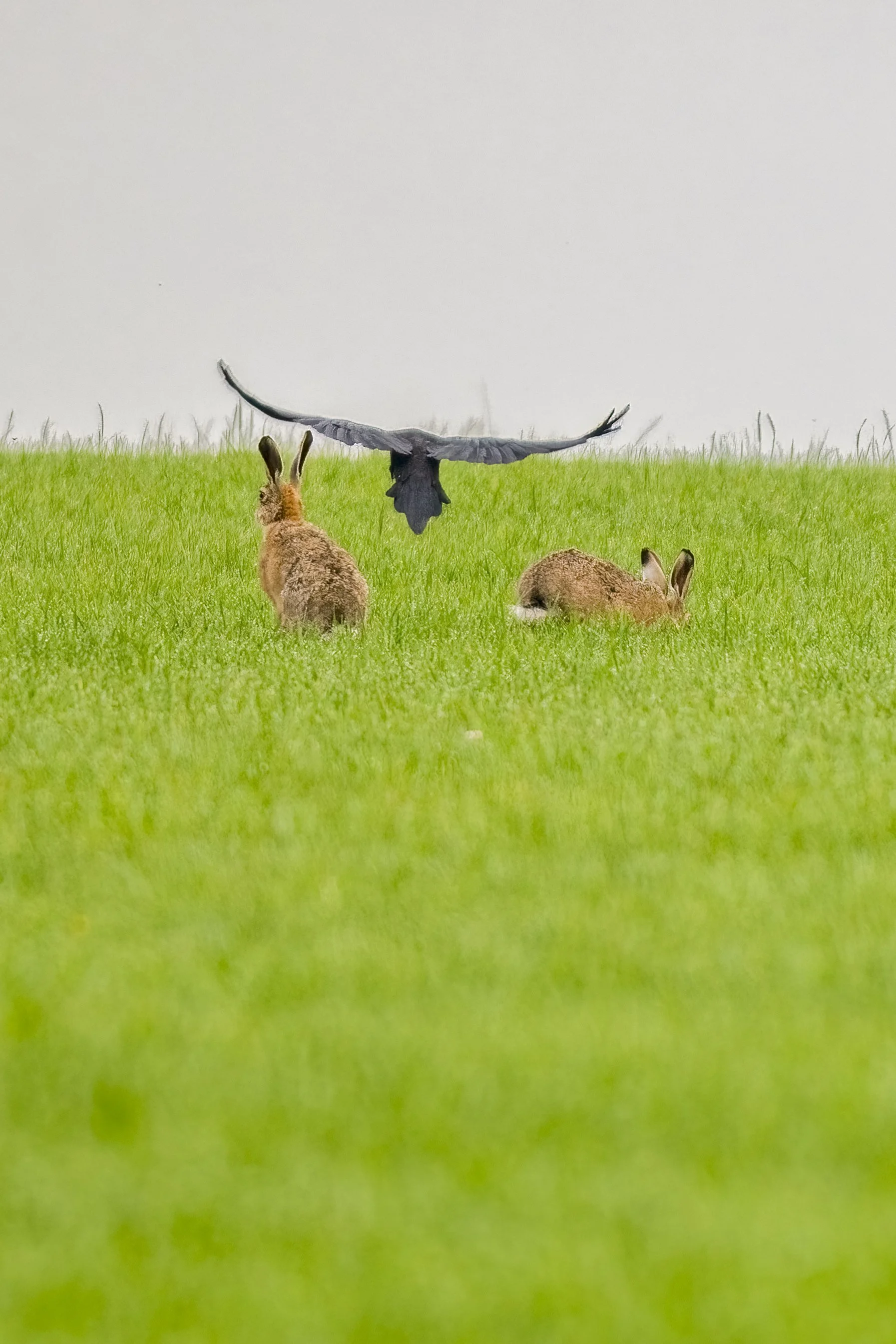 Crow with two Hares