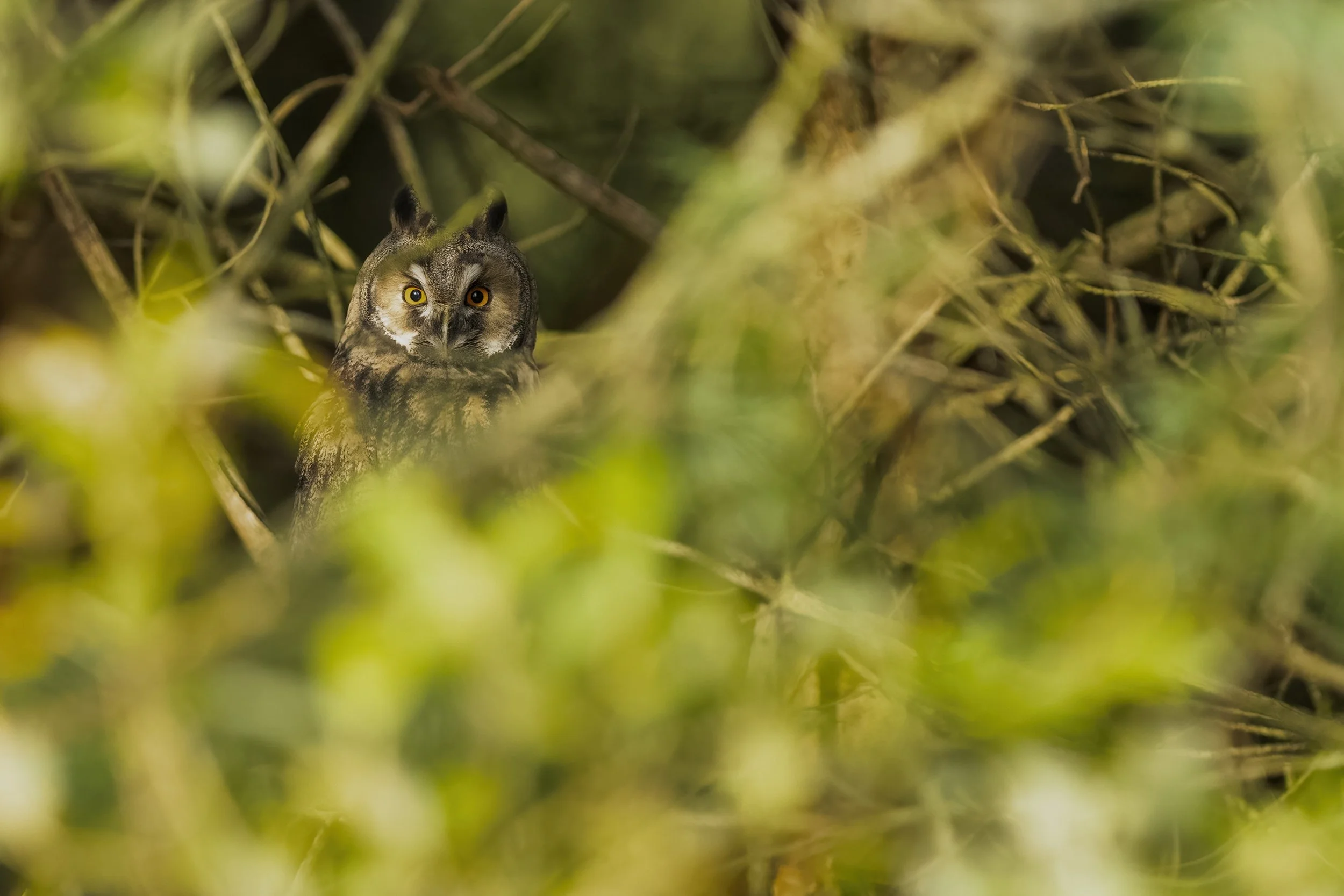 Long Eared Owl Fledgling