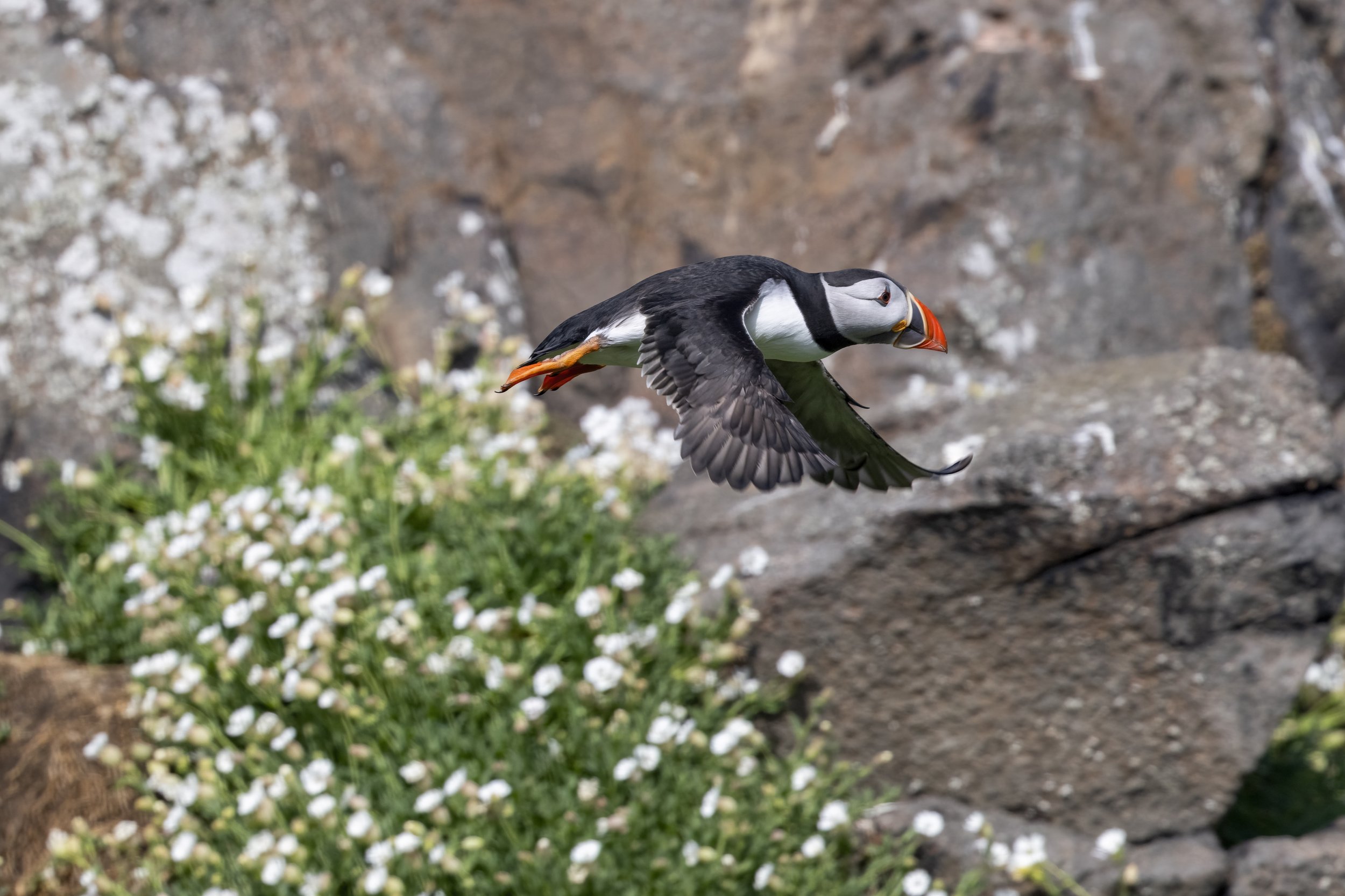 Puffin