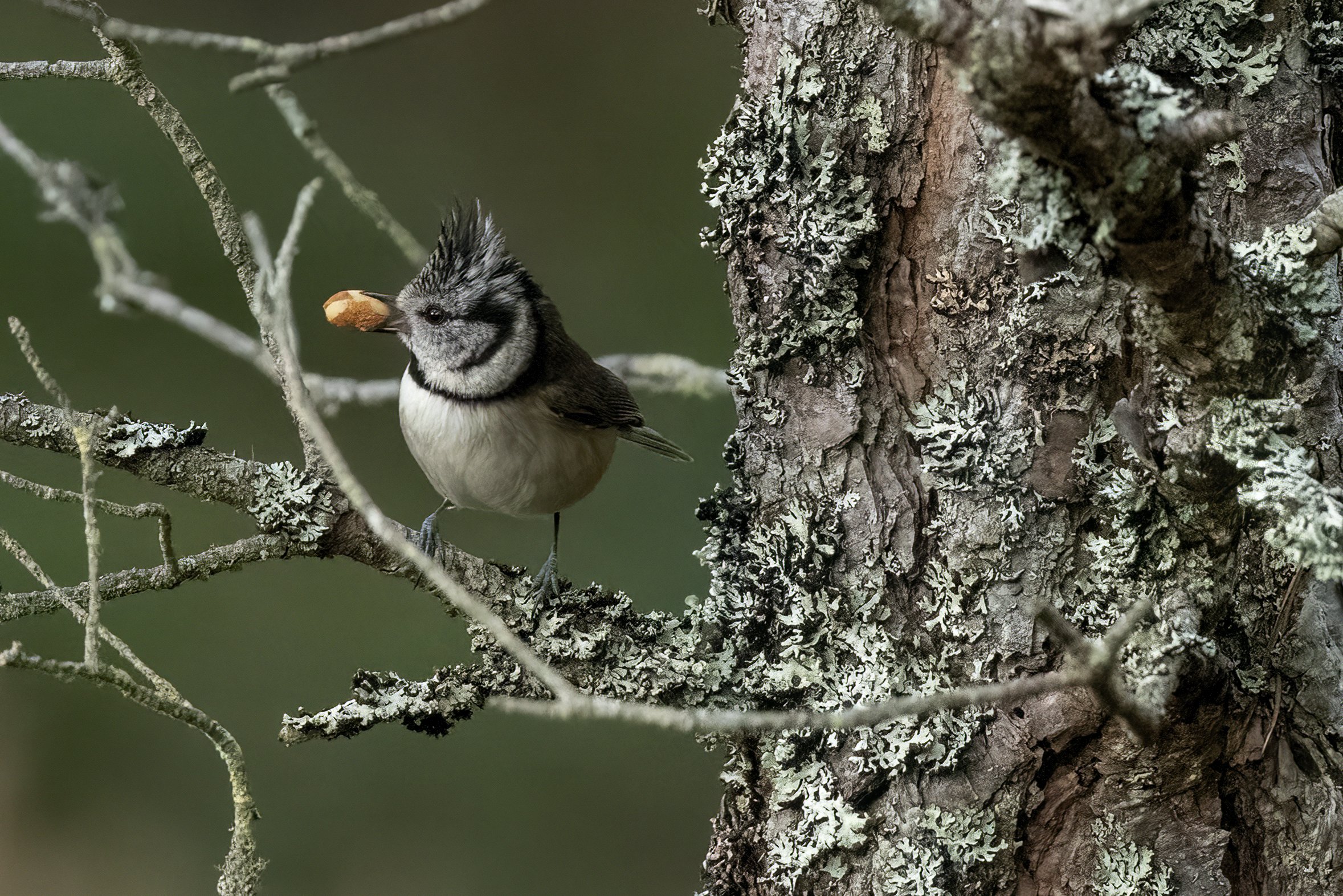 Crested Tit