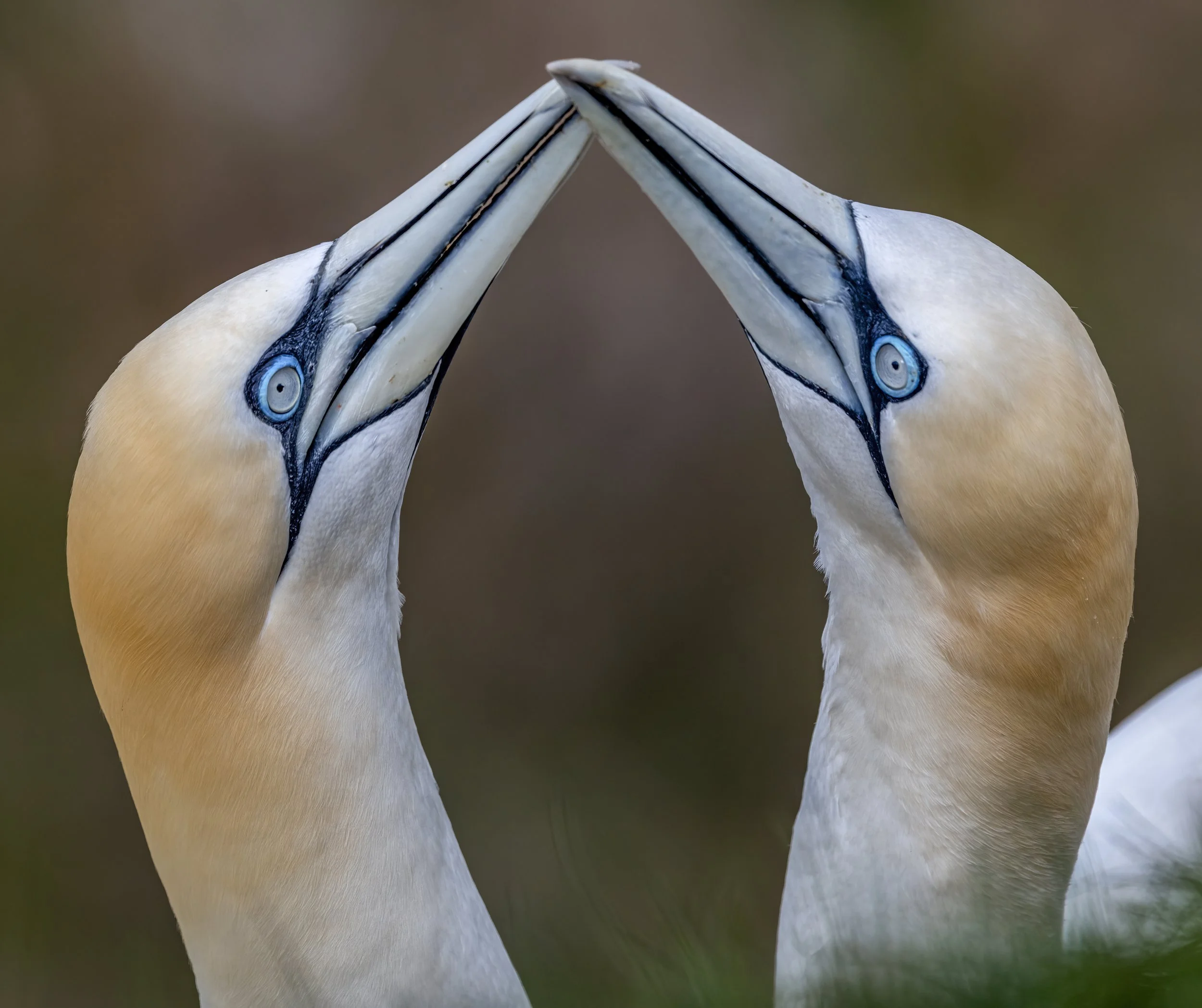 Gannets