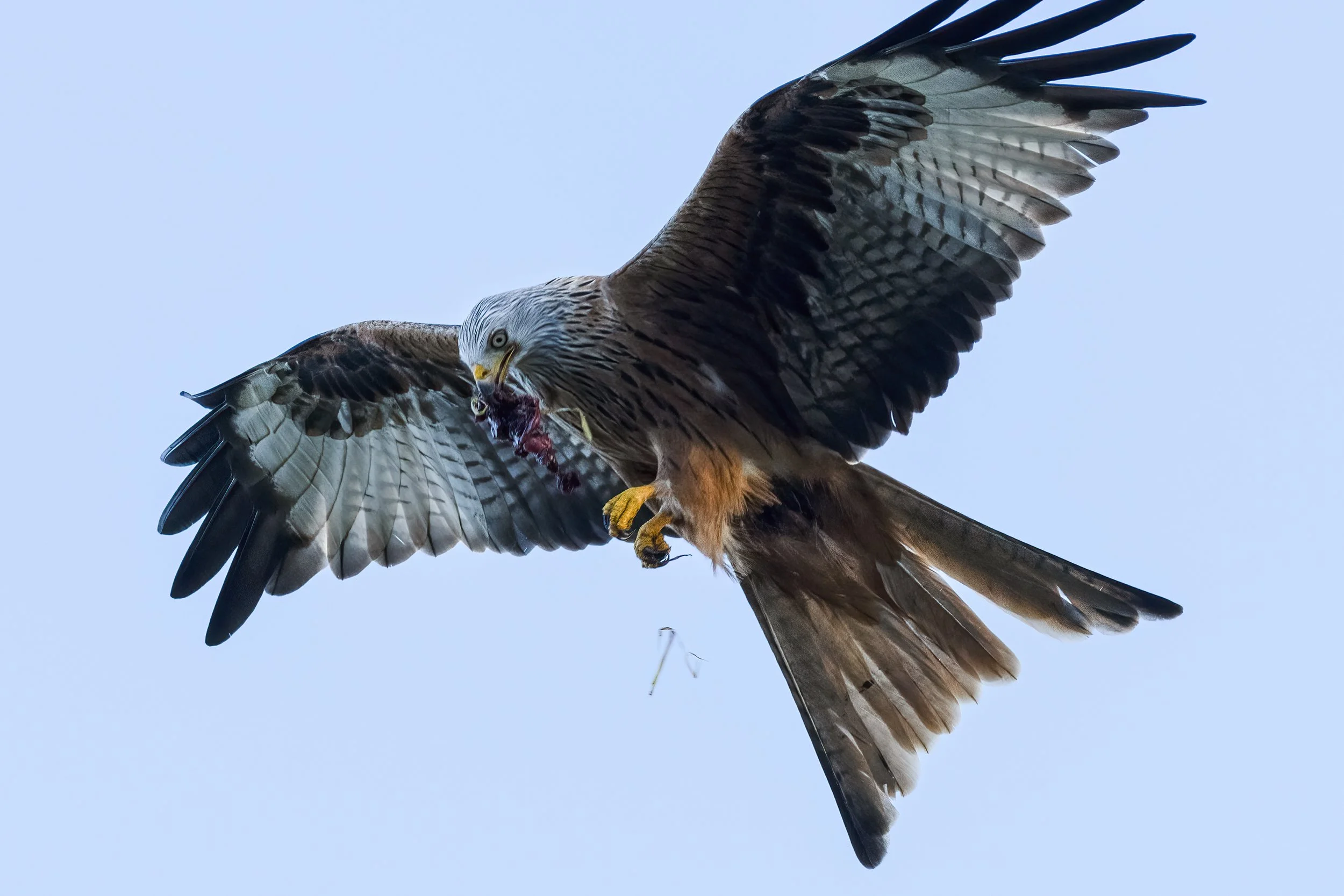 Red Kite