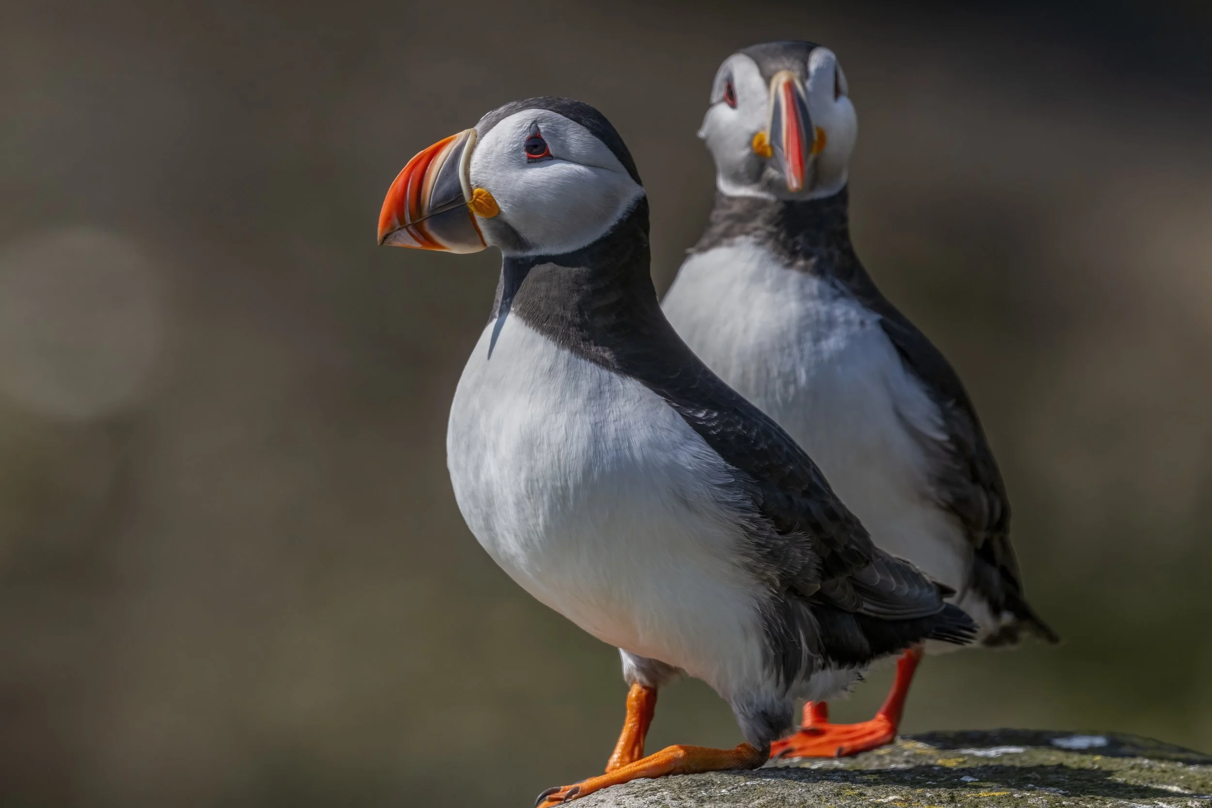Puffins