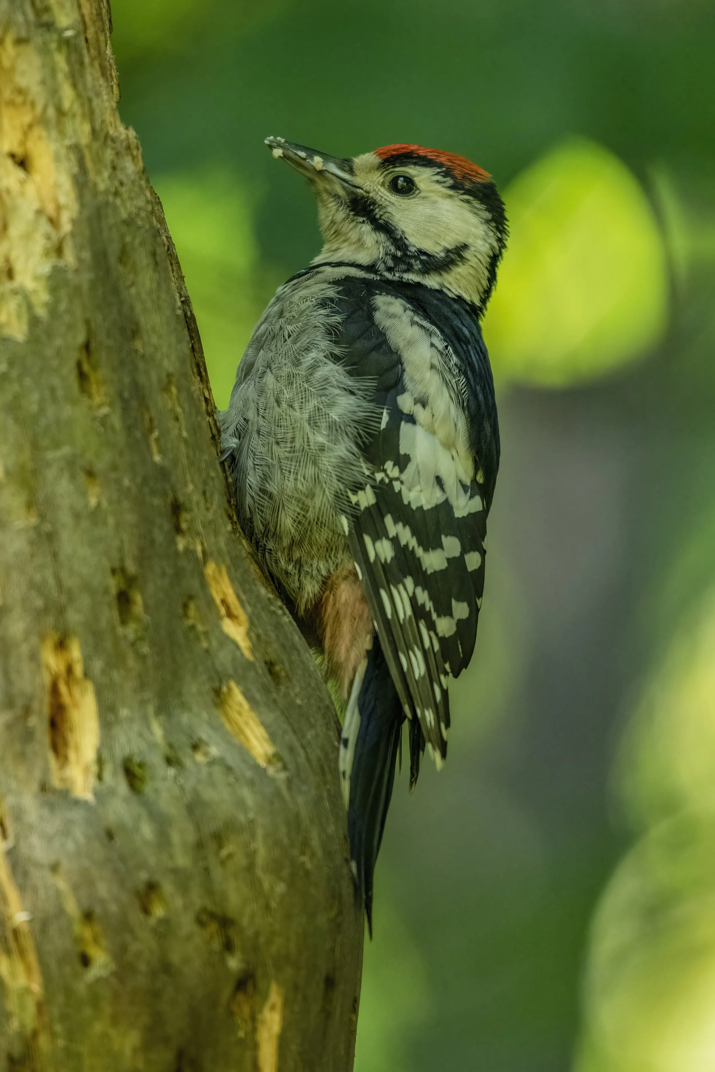 Great Spotted Woodpecker fledgling