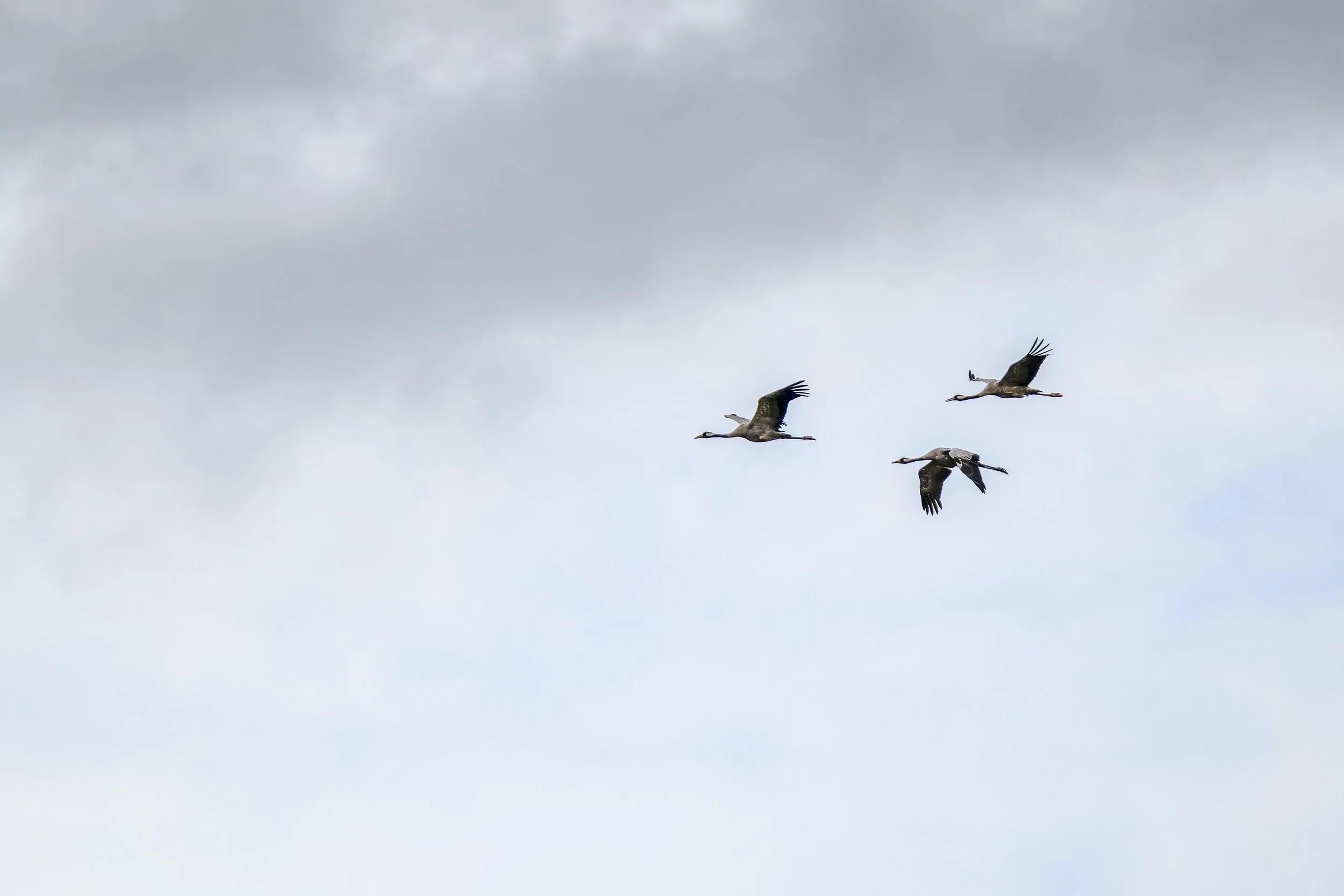 Storks in flight