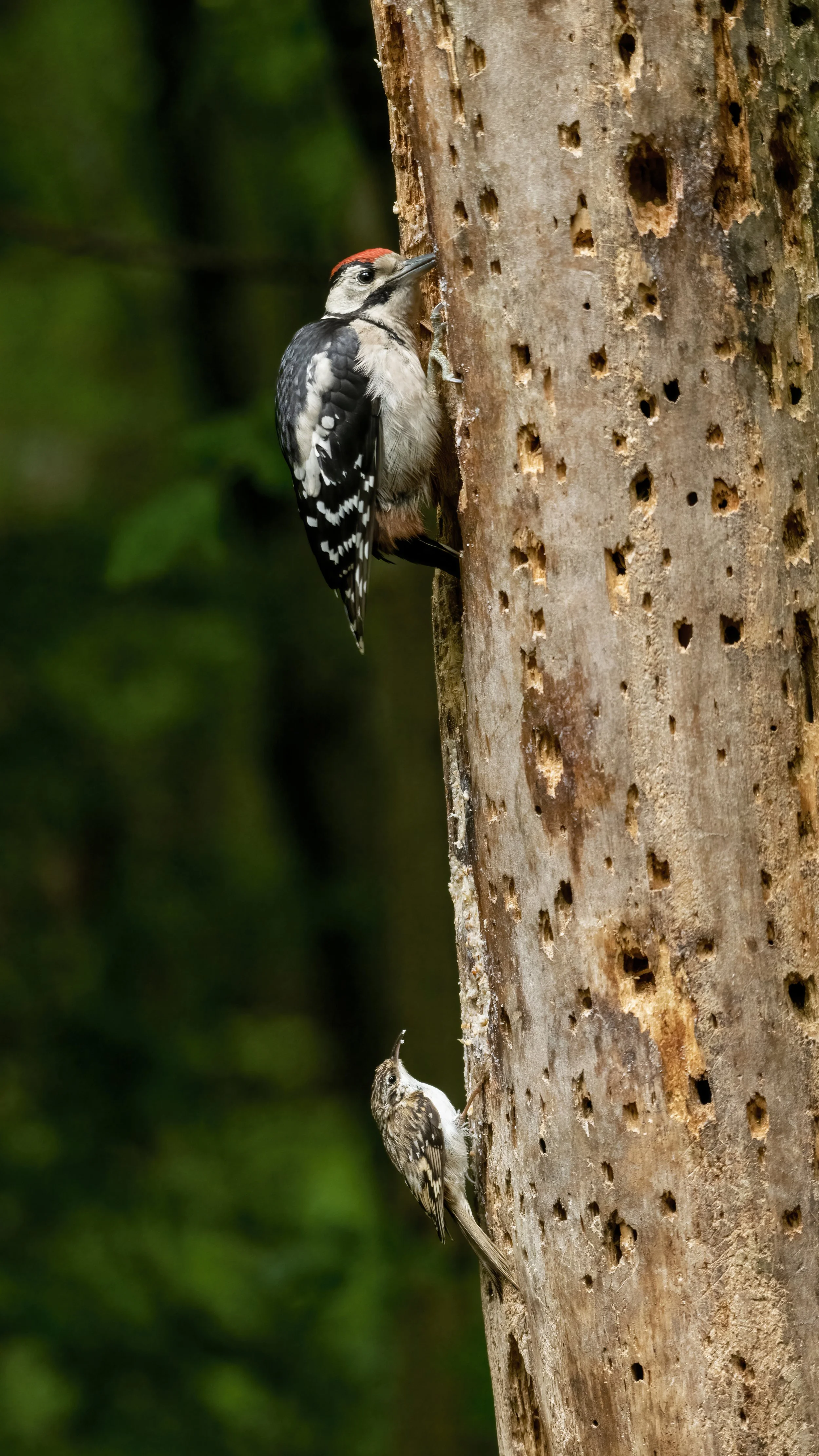 Tree Creeper and Great Spotted Woodpecker fledgling
