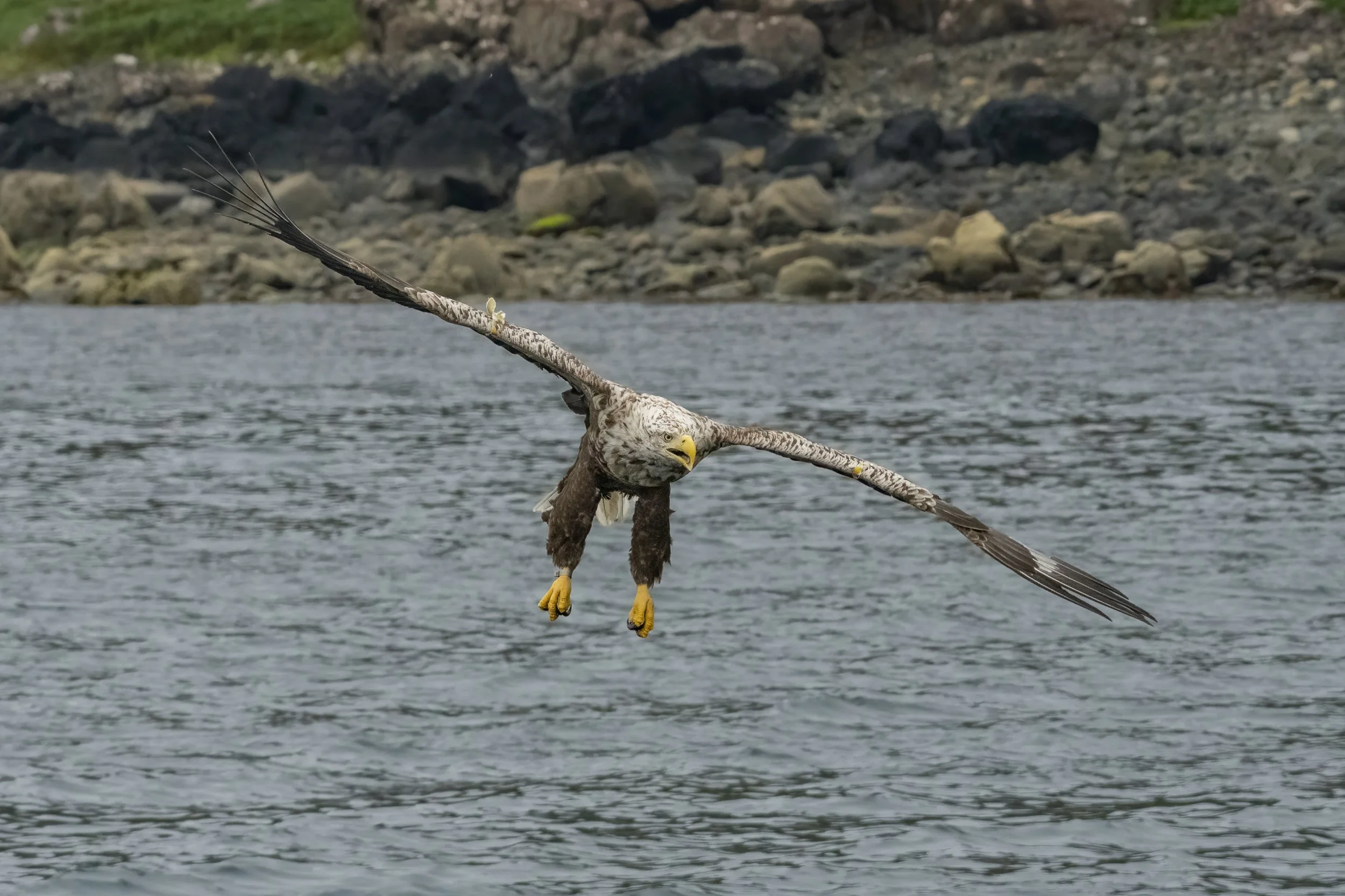 White Tailed Eagle