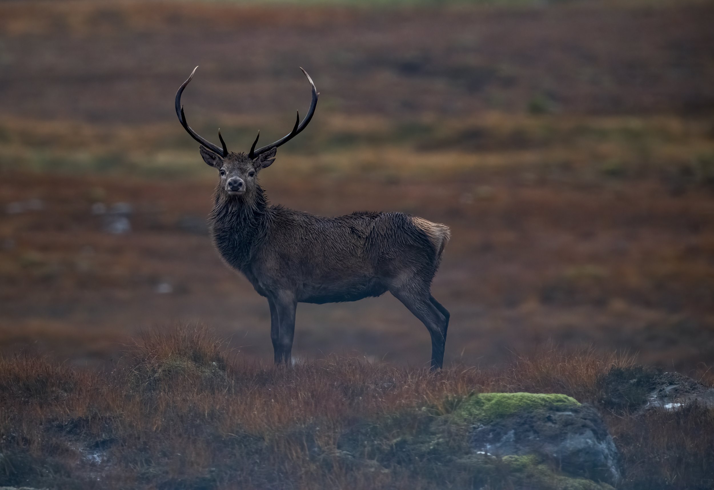 Red Deer Stag