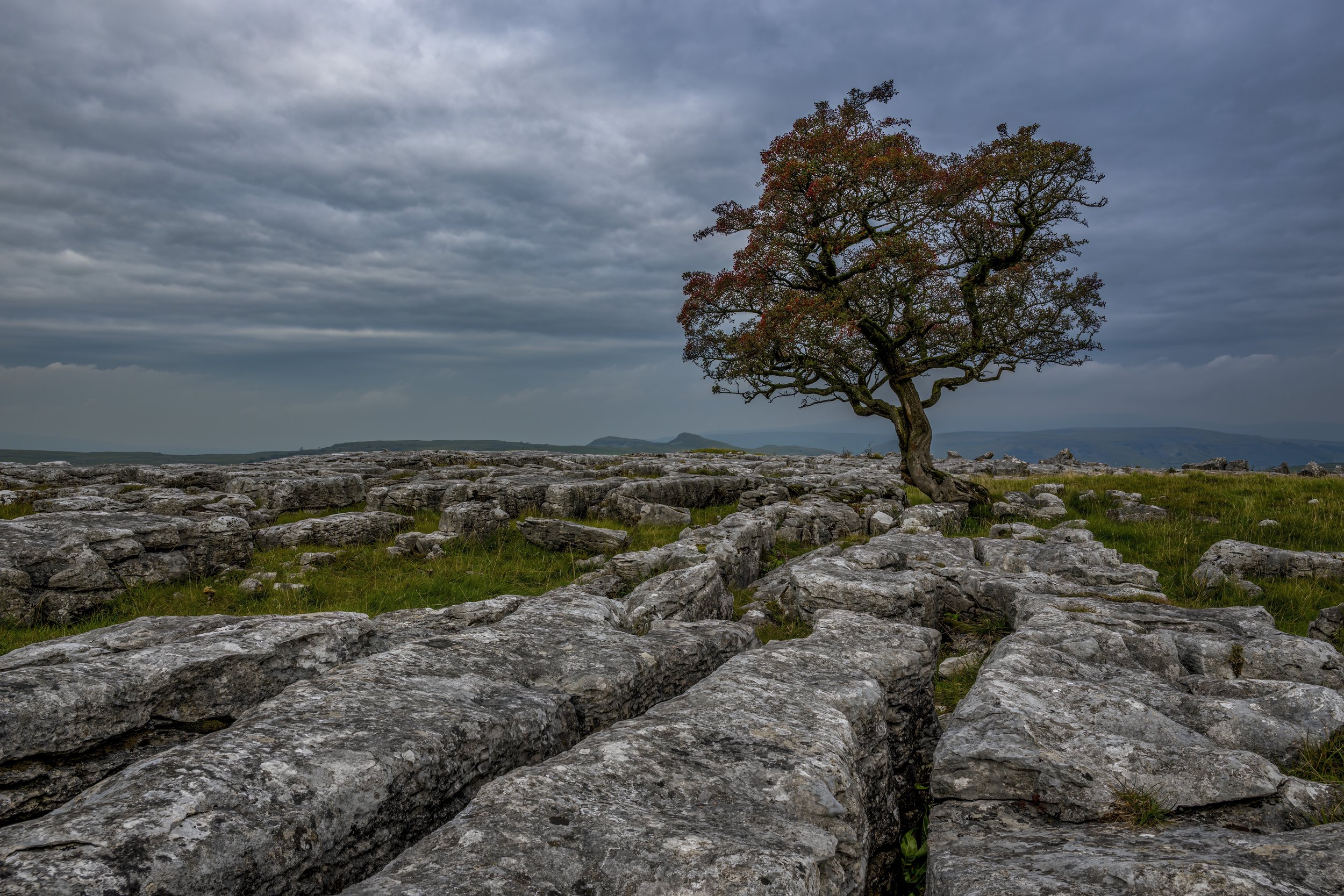 Lone Tree, Winskill Stones Nature Reserve, Yorkshire Dales