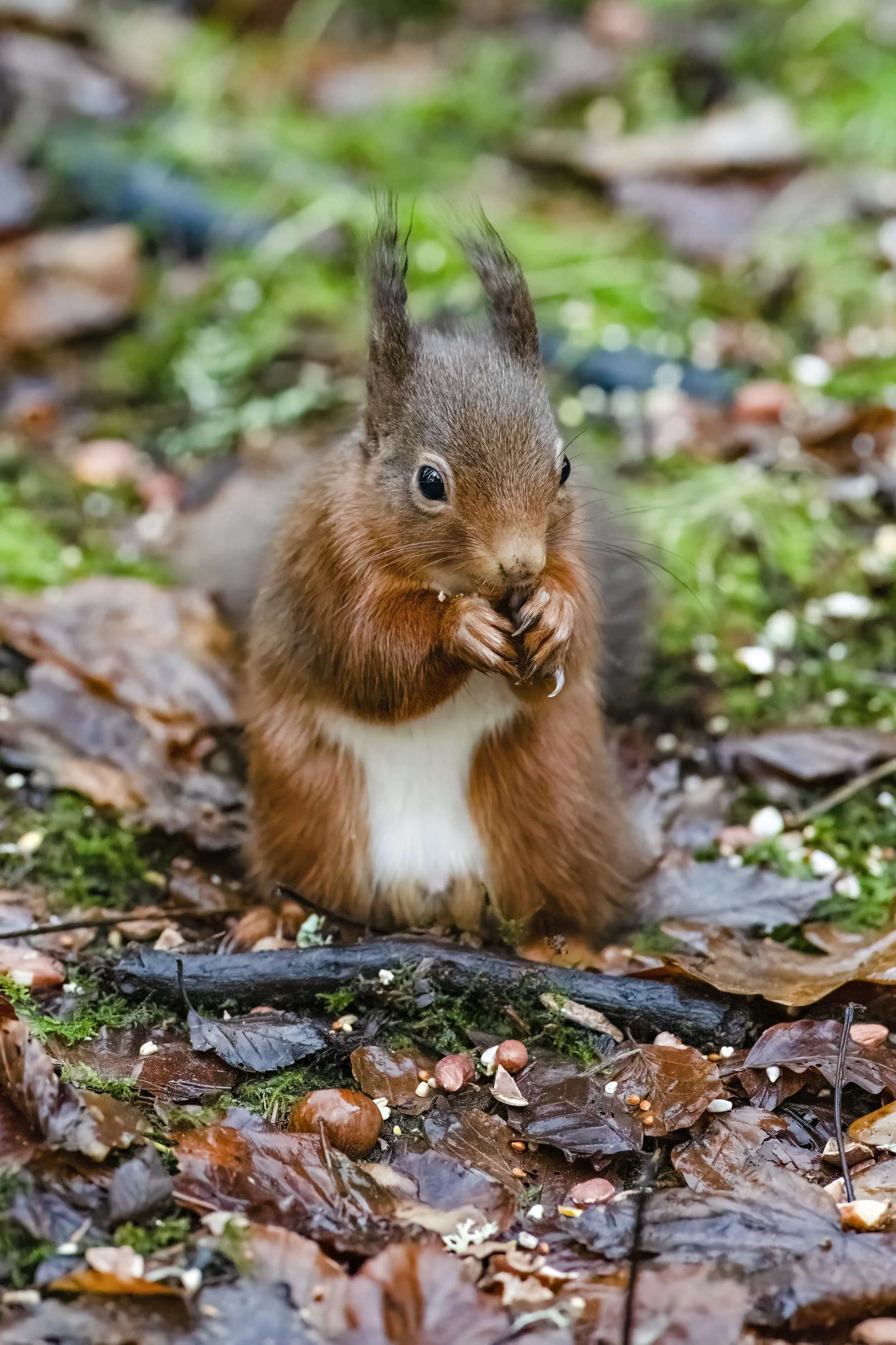 Red Squirrel