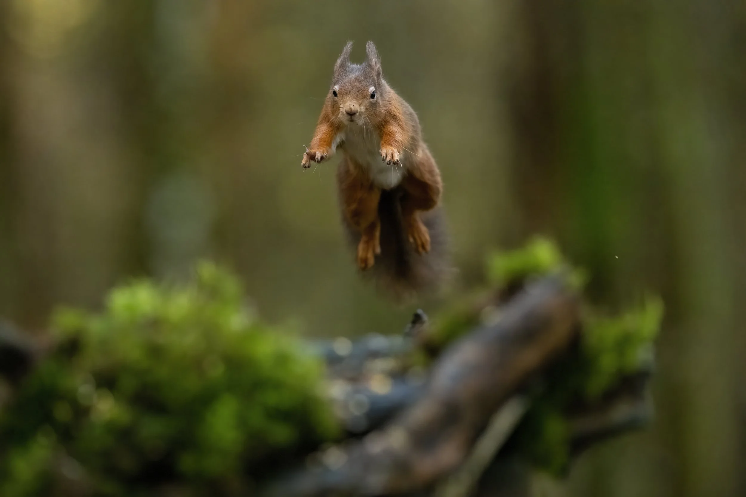 Red Squirrel
