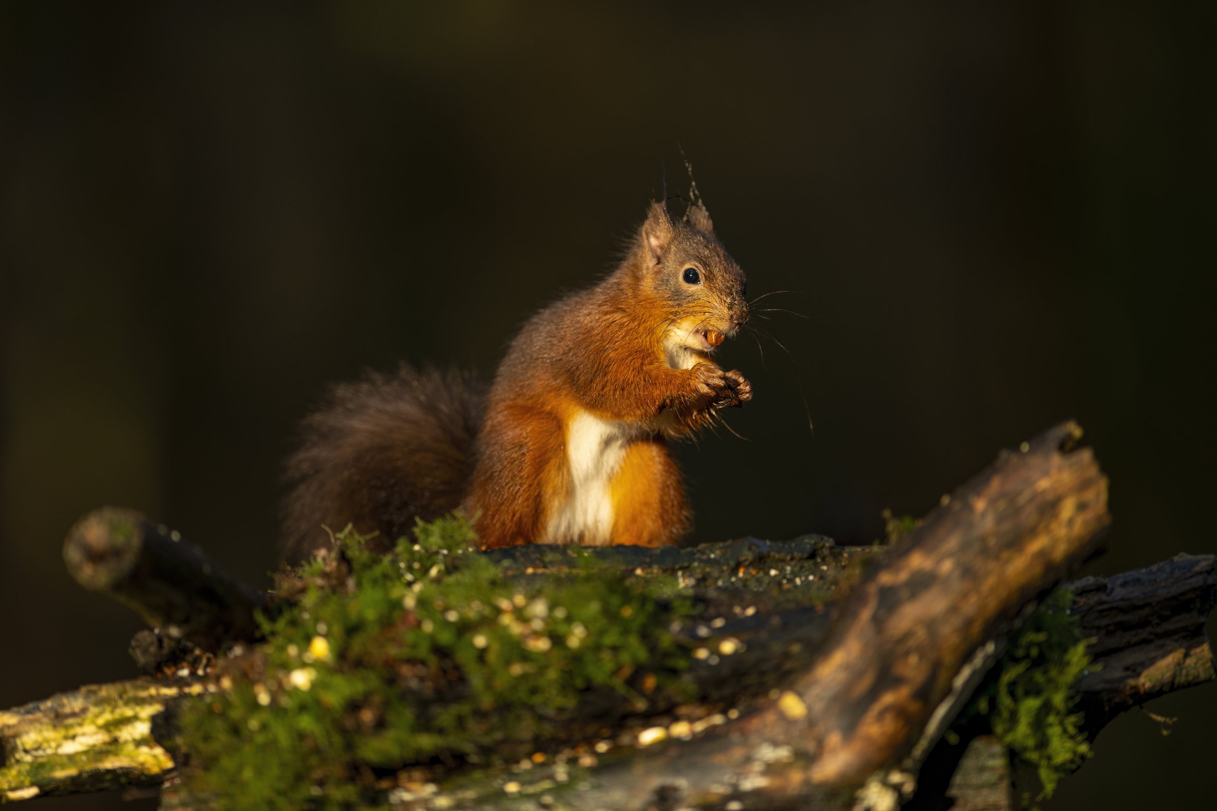 Red Squirrel