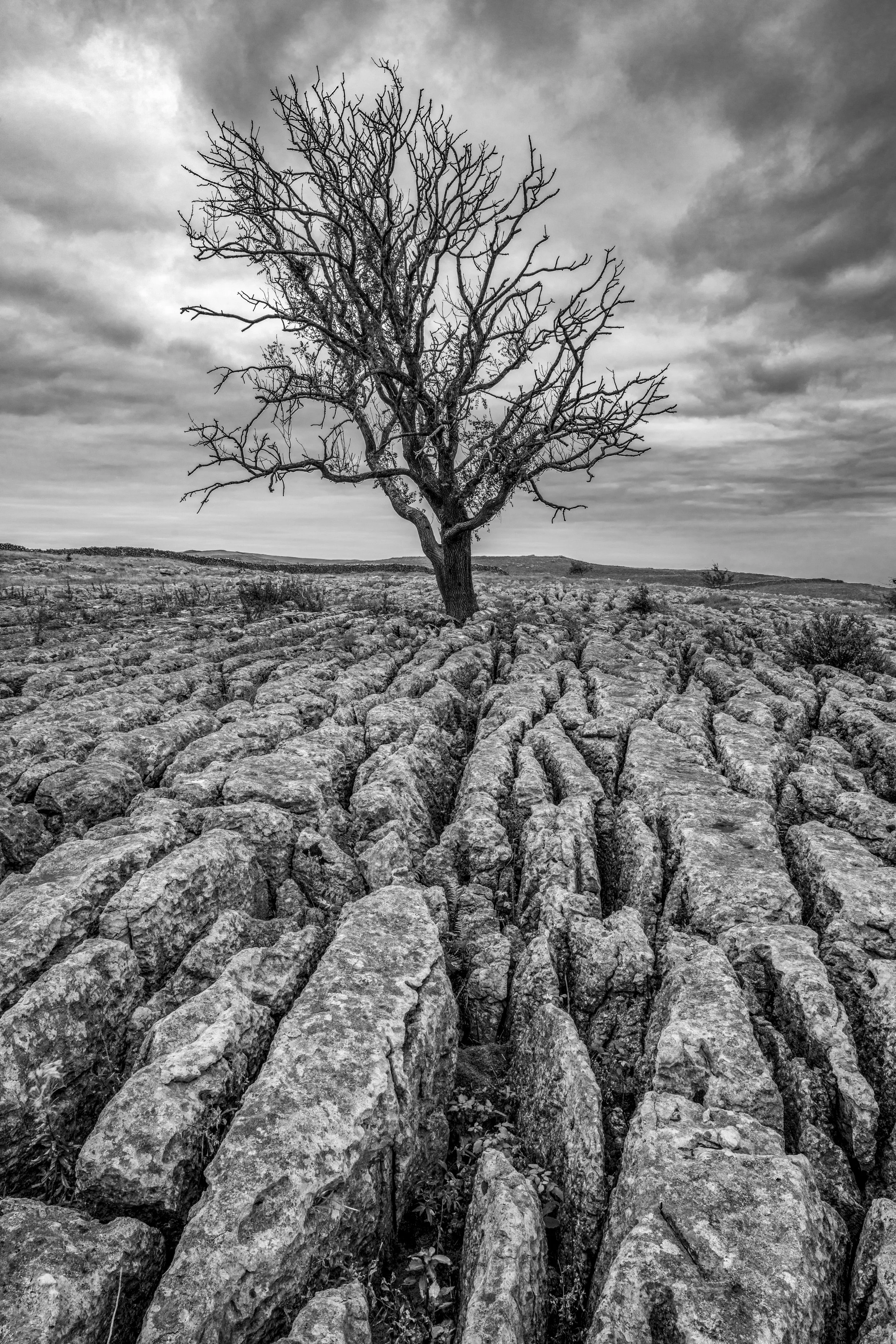 Malham Lone Tree, Malham.