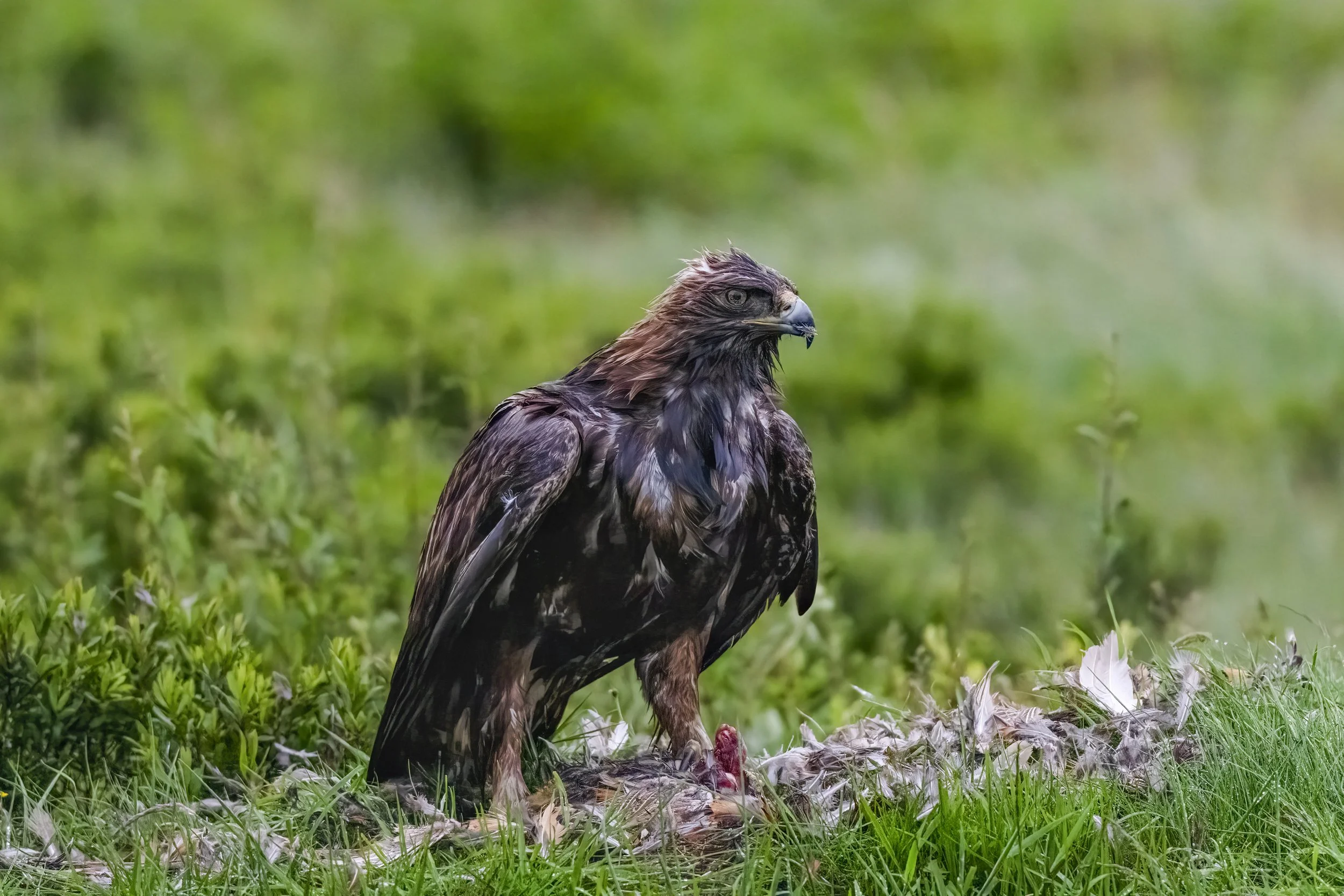 Golden Eagle