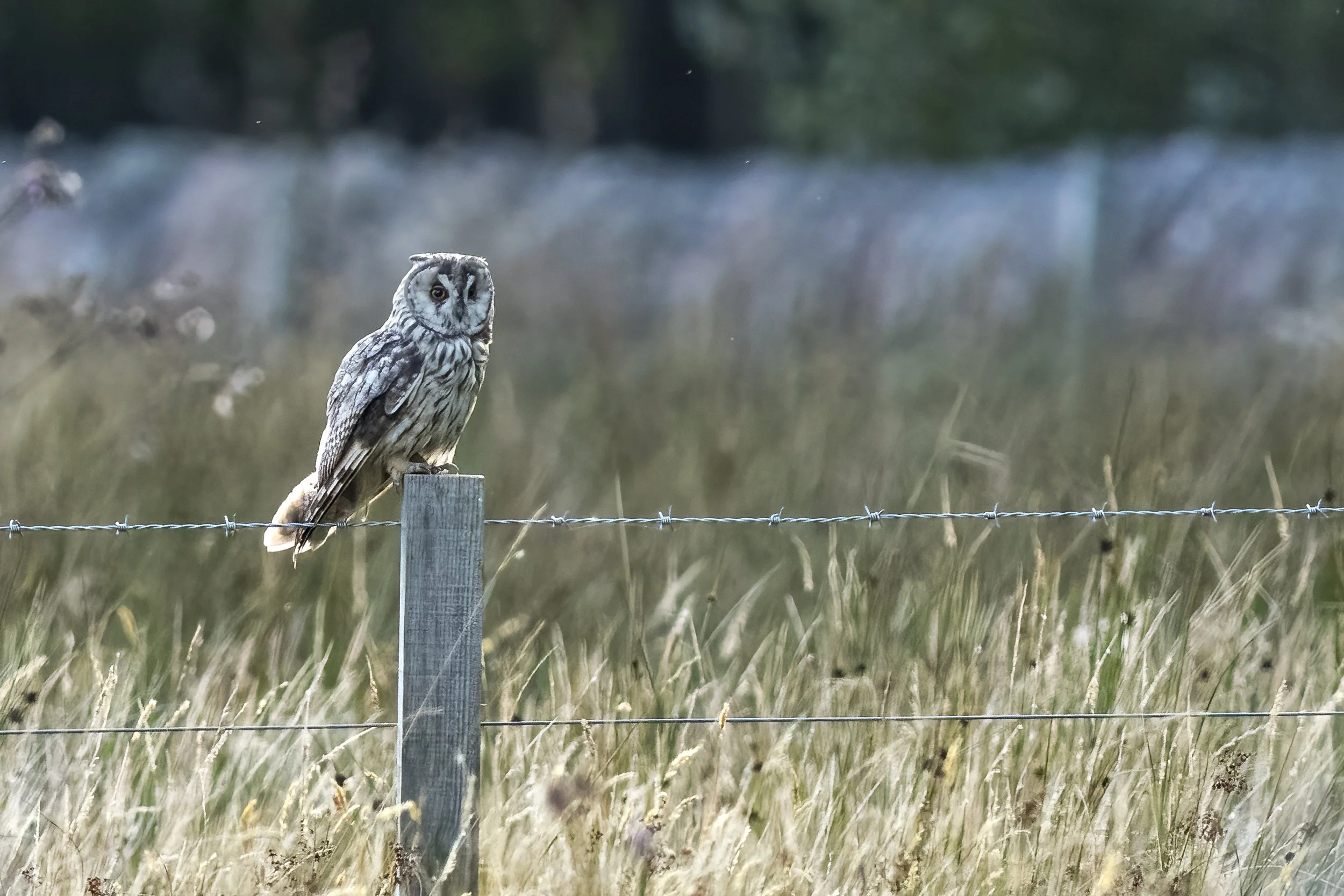 Long Eared Owl
