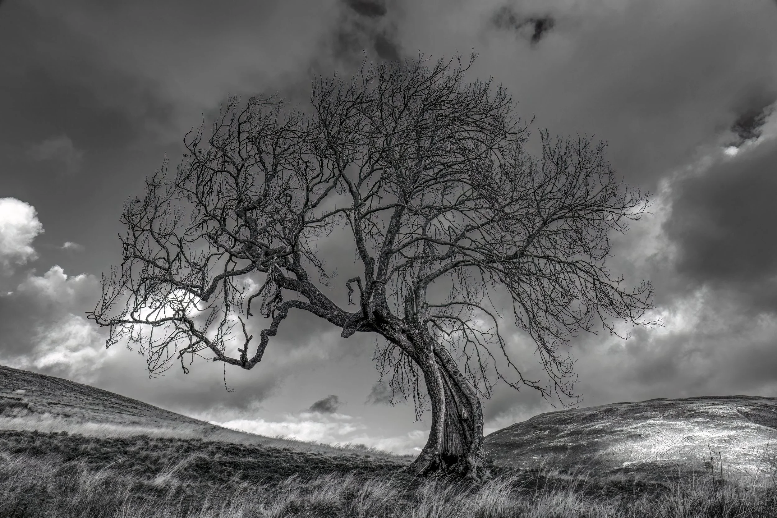 The Frandy Tree, Perthshire
