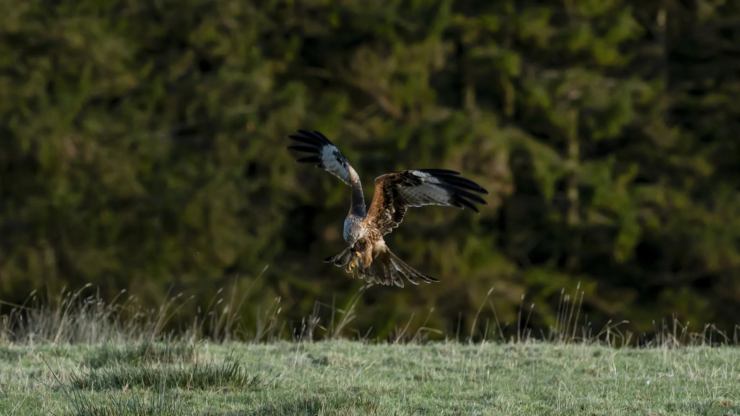 Red Kite
