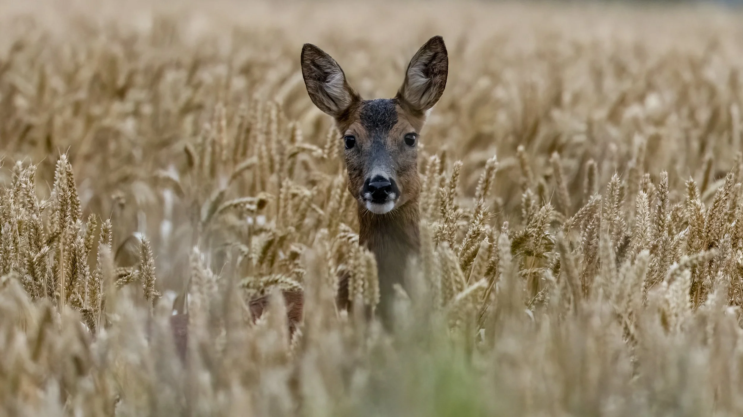 Roe Deer