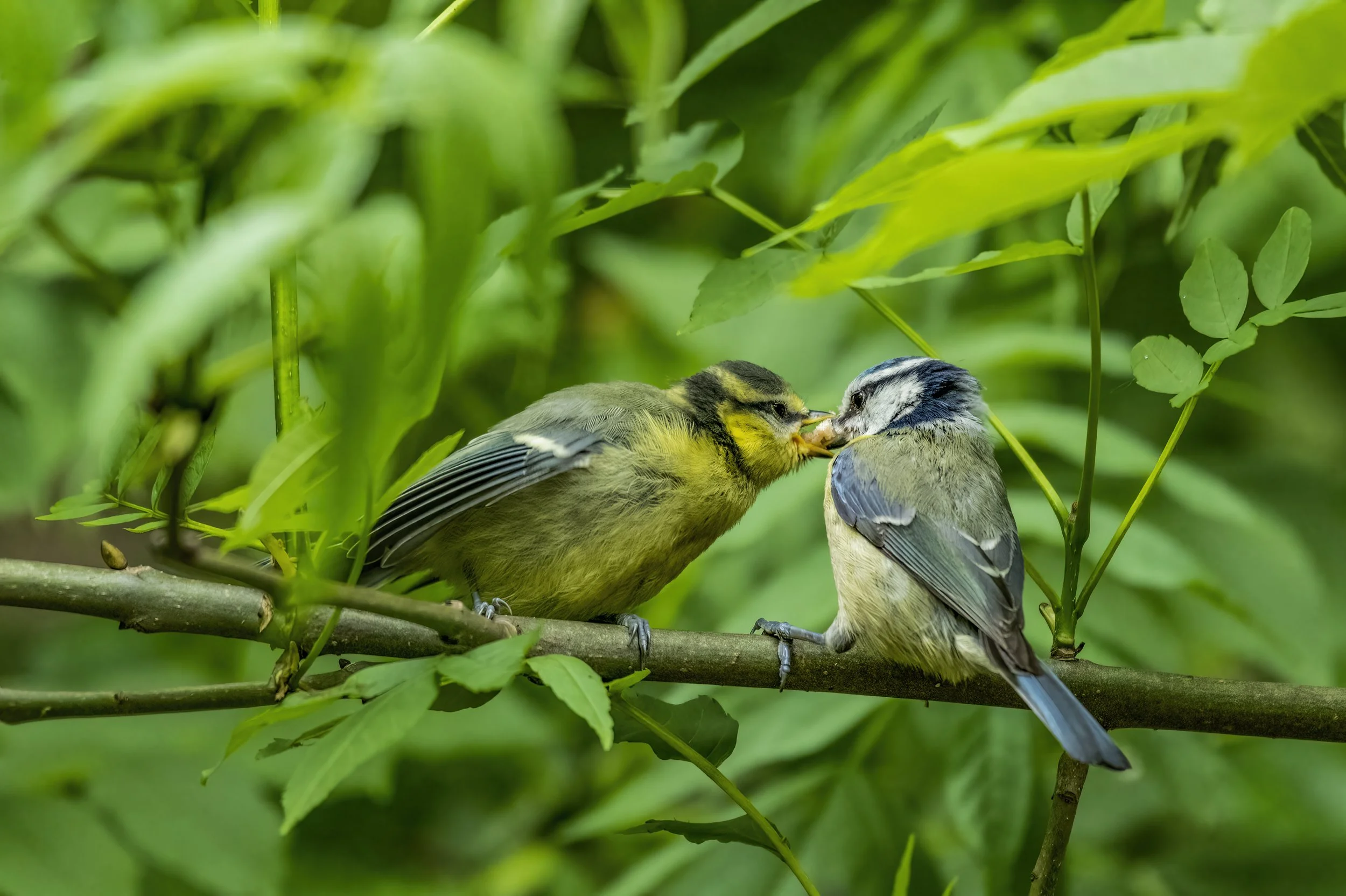 Blue Tit and fledgling